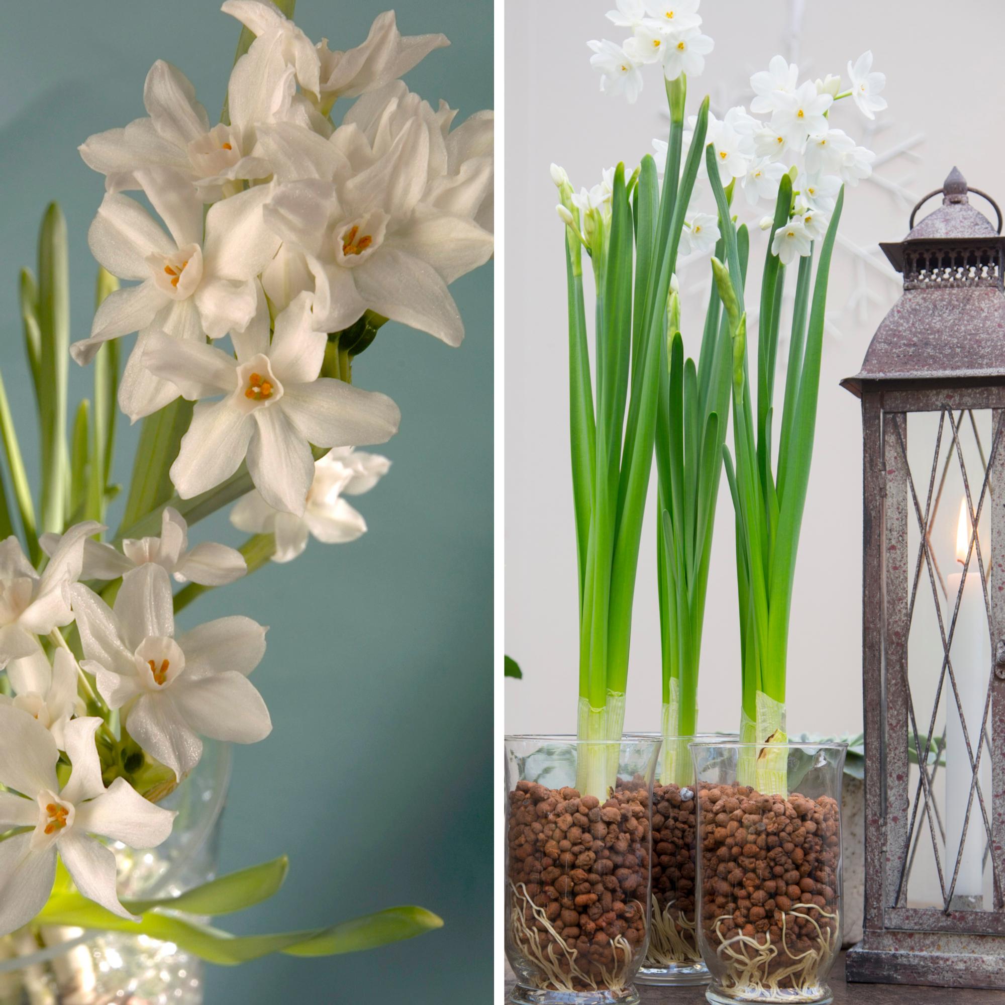 Narsissi on vanhanajan joulukukka: näin saat sipulit kukkiviksi kotona muutamassa viikossa – jopa pelkässä vedessä!