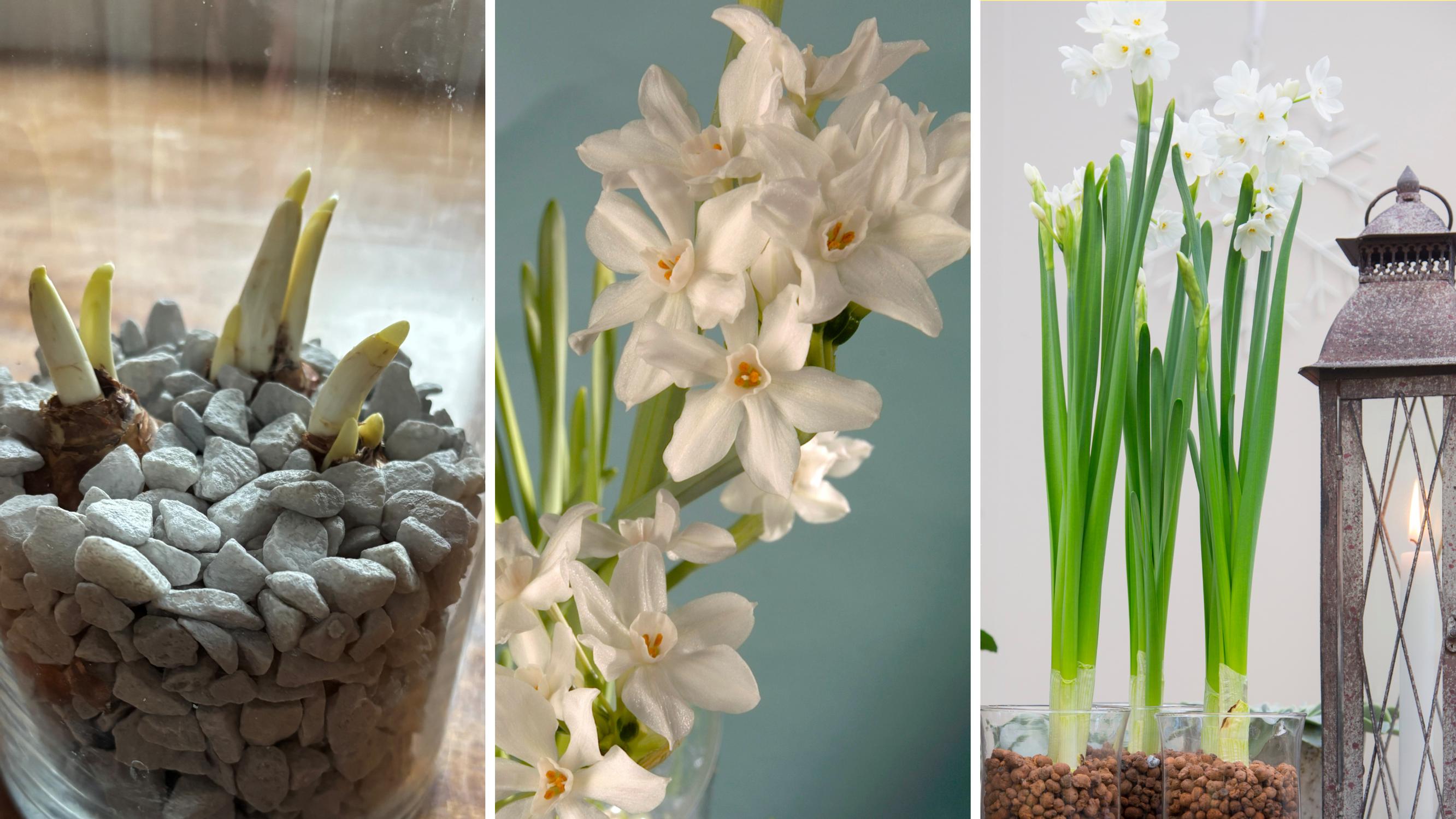 Narsissi on vanhanajan joulukukka: näin saat sipulit kukkiviksi kotona muutamassa viikossa – jopa pelkässä vedessä!