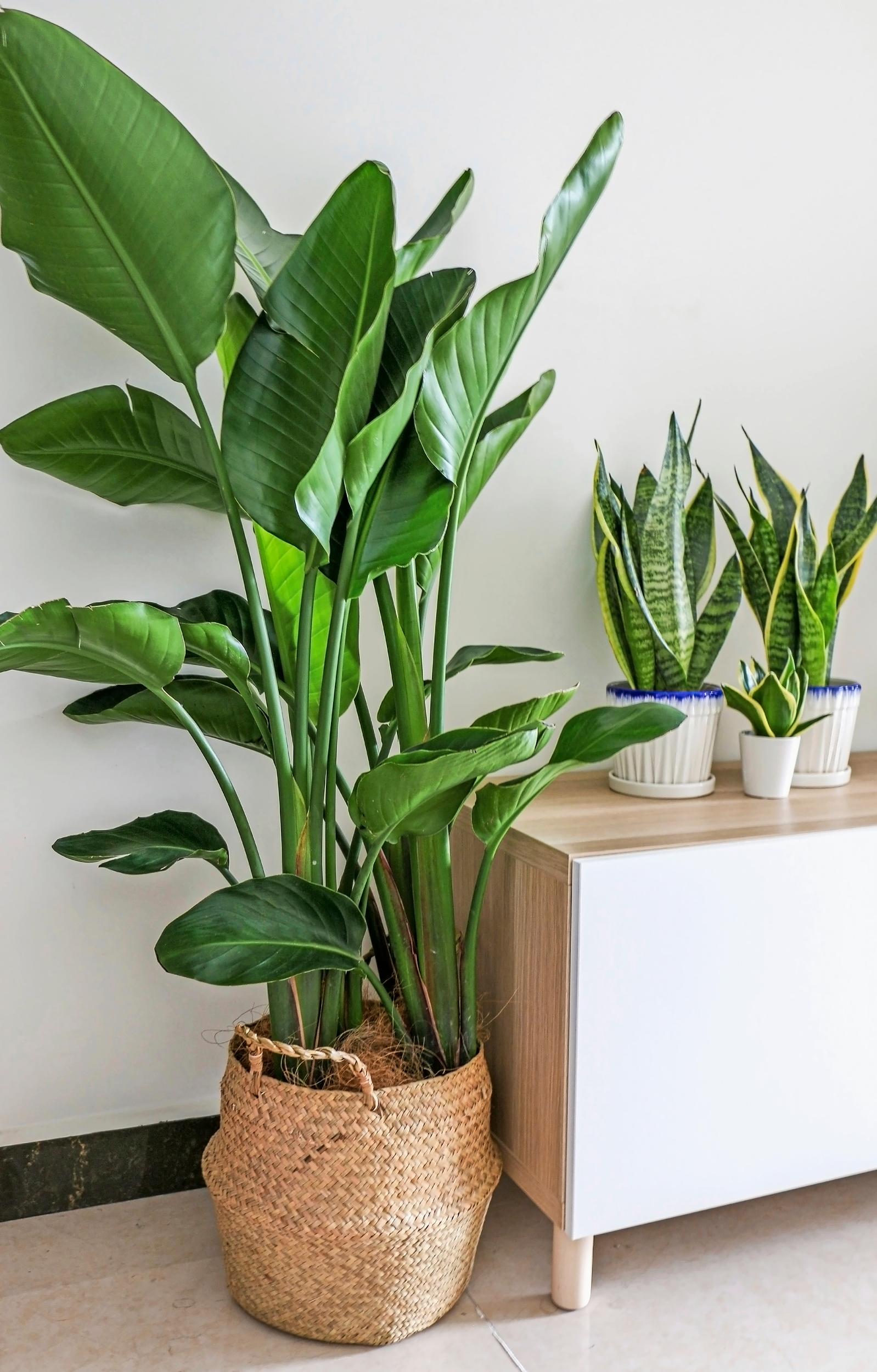 Valkokolibrikukka, Strelitzia nicolai