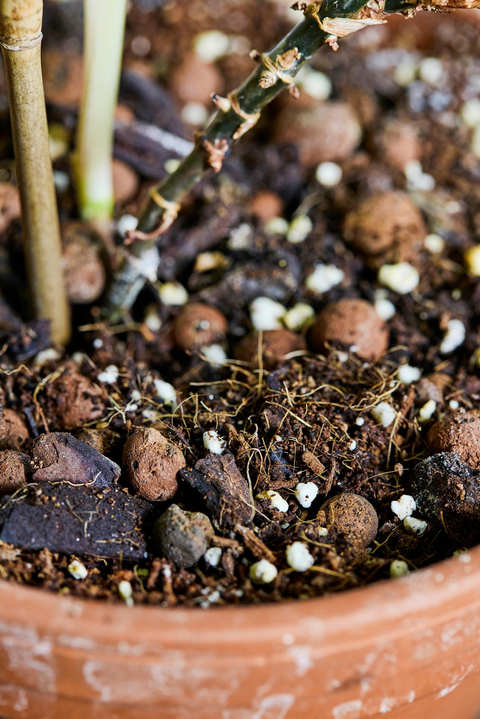 Muulinkorva eli muulinkultakorva