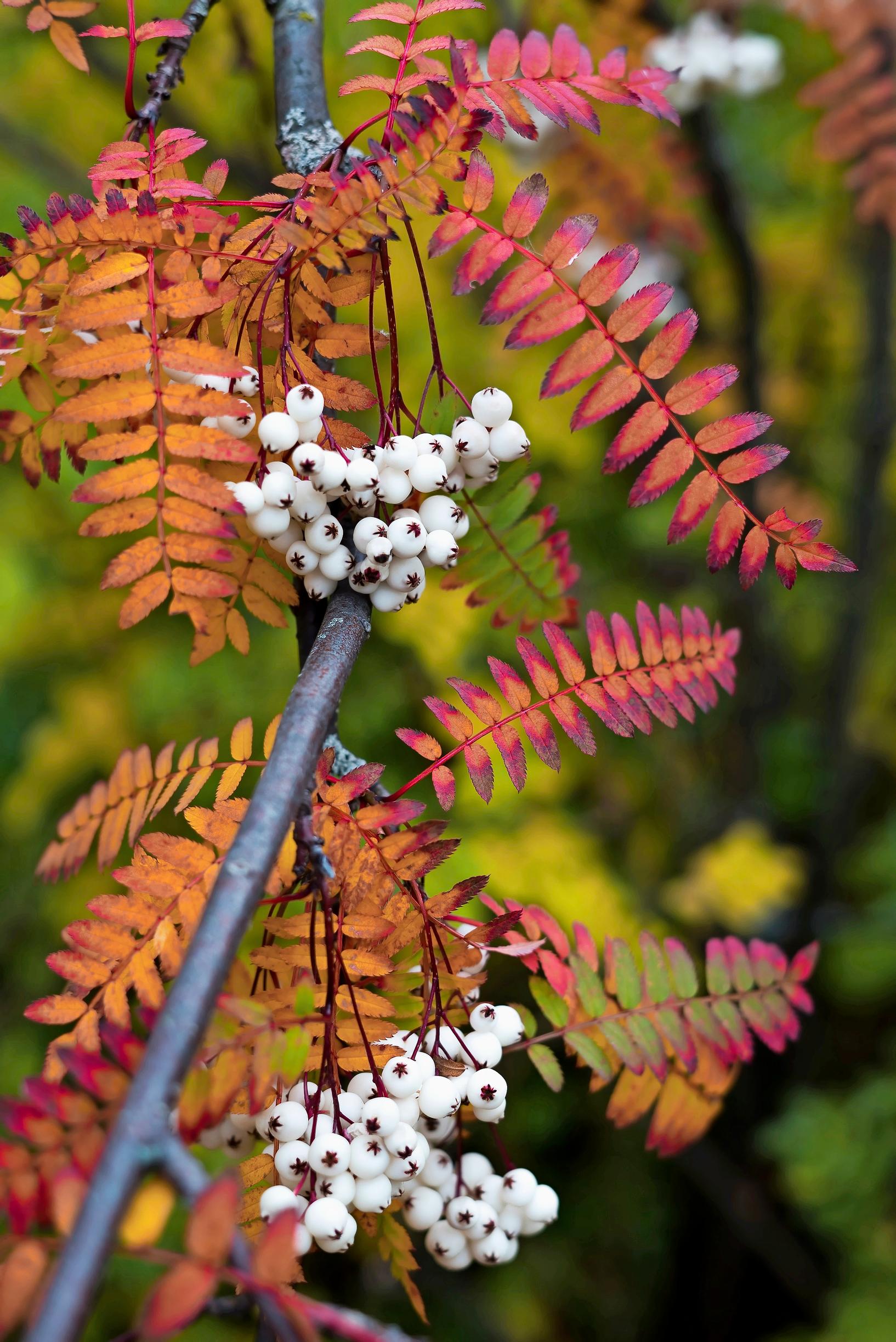 Korupihlaja, helmipihlaja