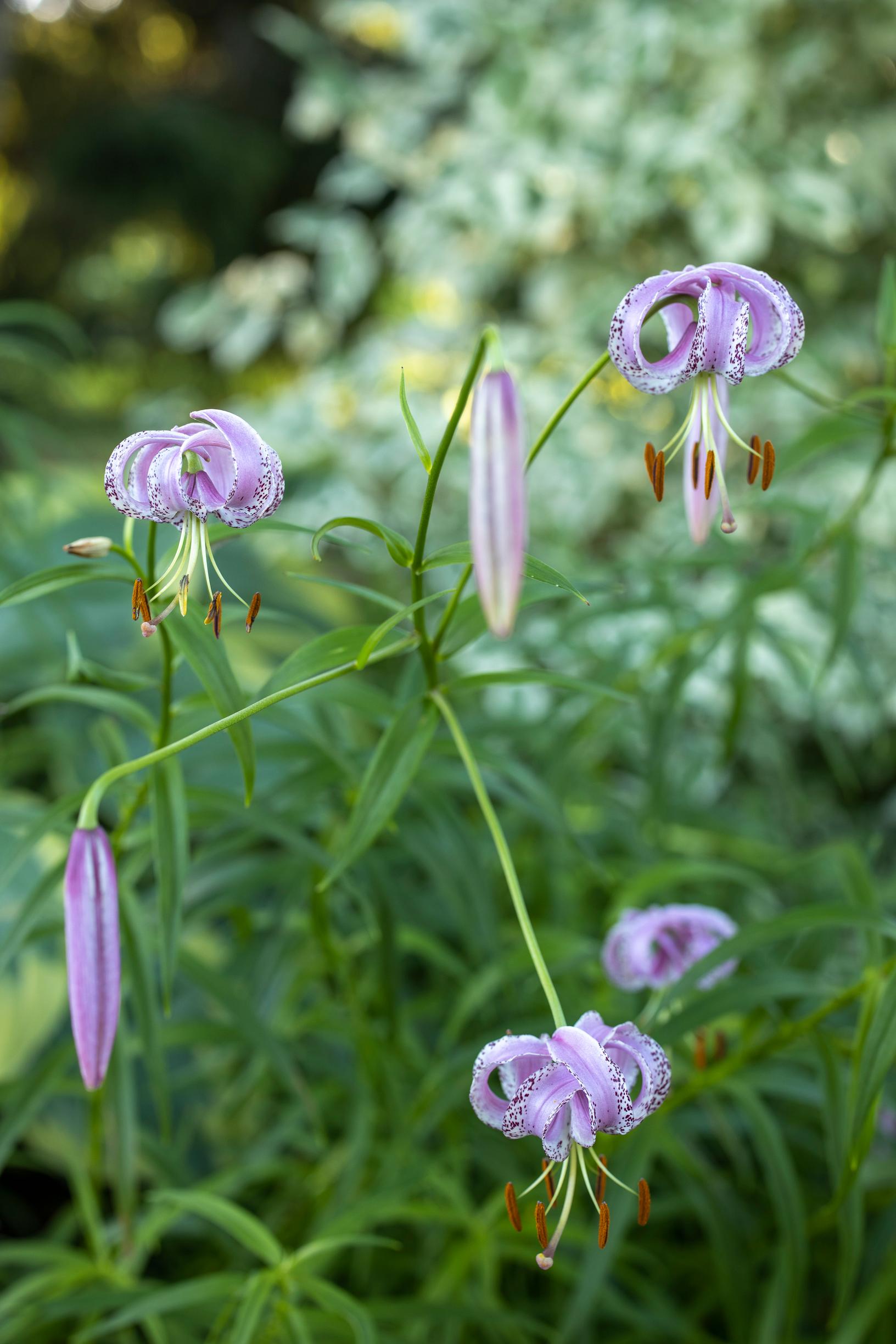 Lilja Lilium lankongense