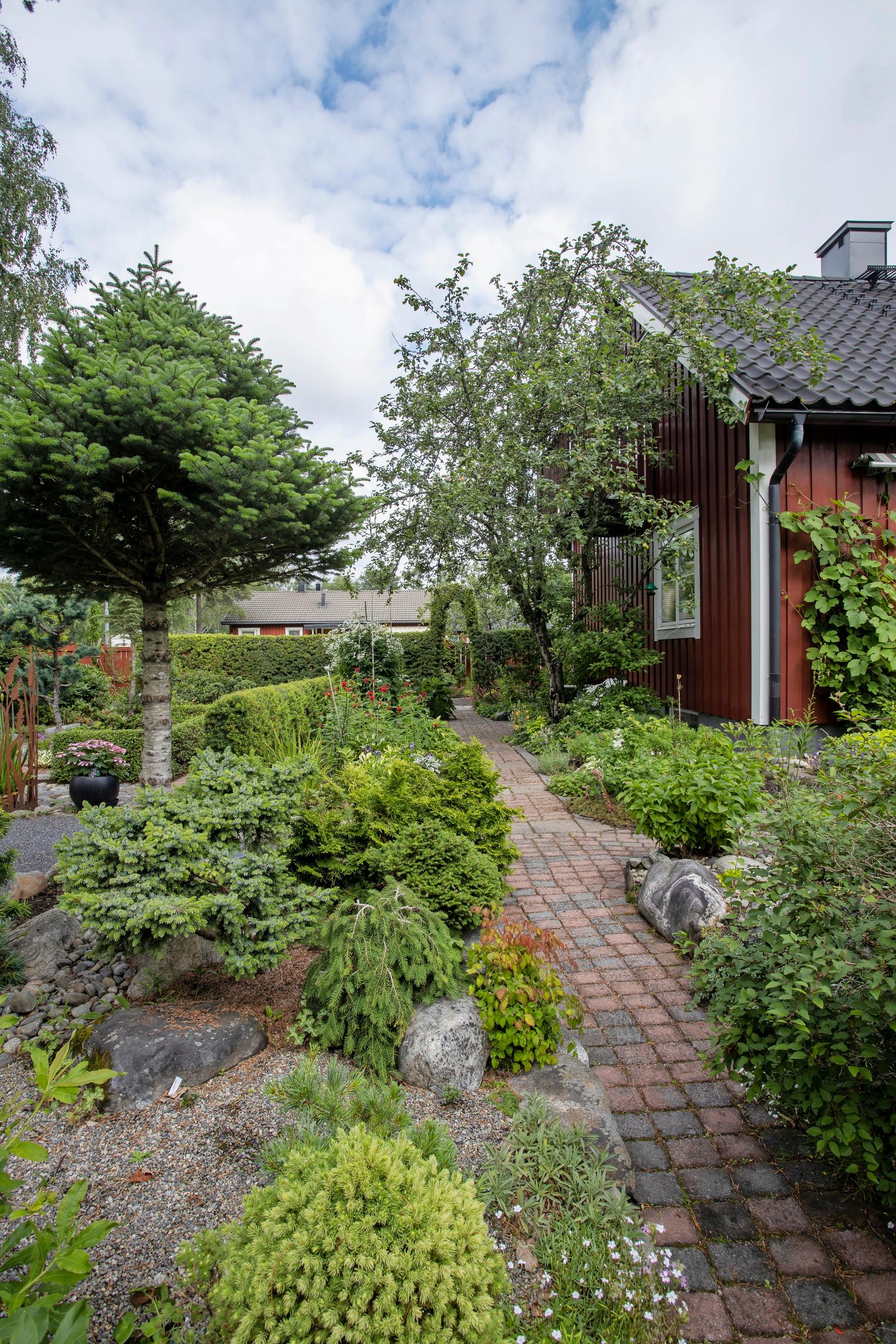 Havujen muodot täydentävät toisiaan penkissä, jossa kasvavat mm. kartiovalkokuusi ’Daisy’s White’, matala riippaversoinen kuusi ’Formanek’, pyöreän mallinen kuusi ’Hasin’, tuija ’Trompenburg’ ja matala serbiankuusi ’Schneverdingen’.