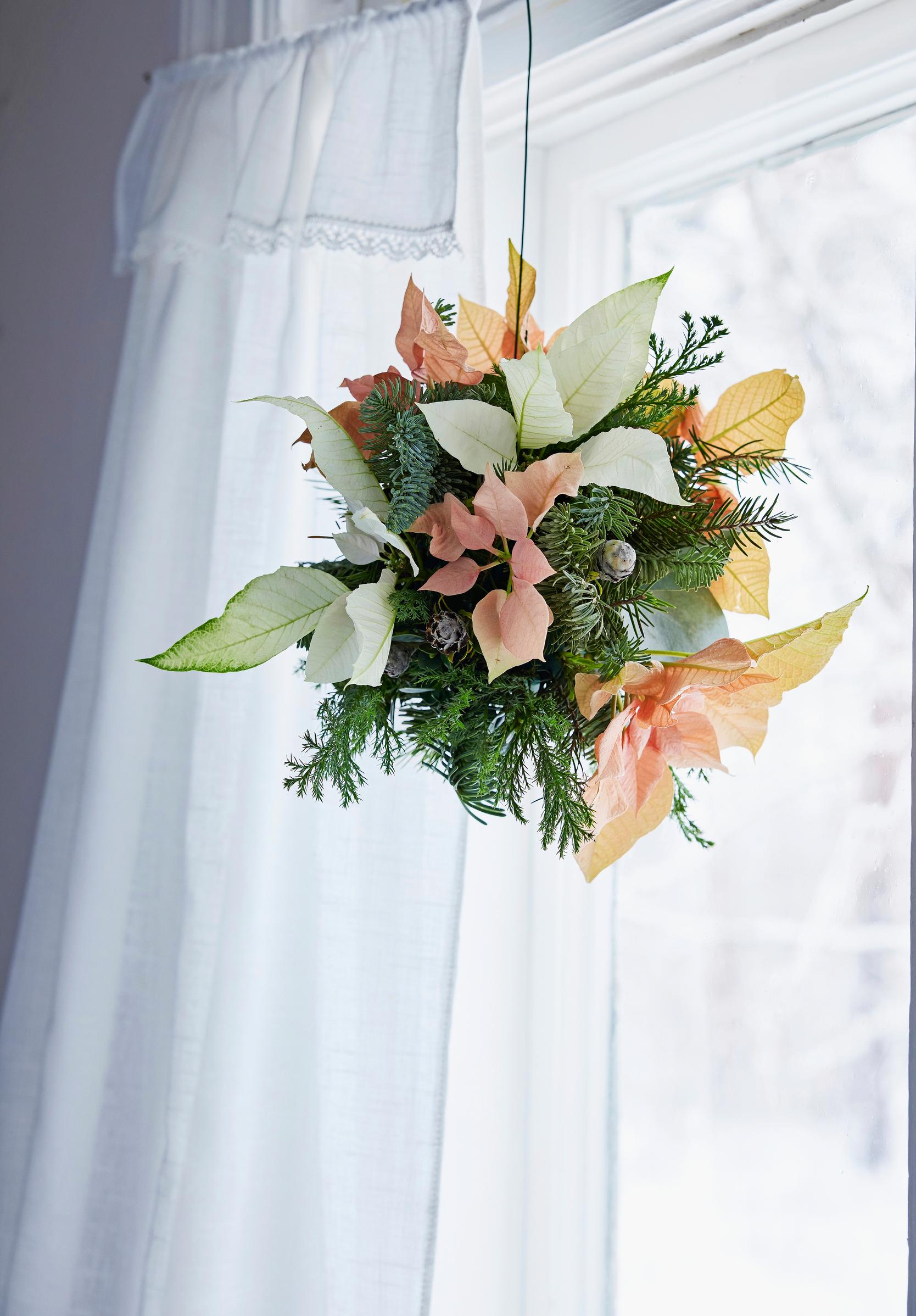 Joulukukkien hoito: joulutähti