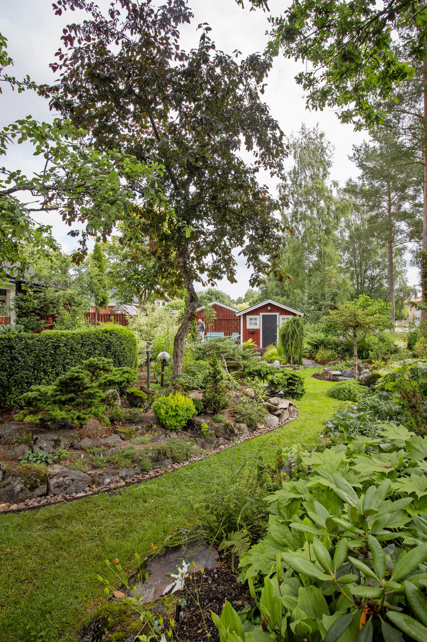 Tummalehtisen koristeomenapuu ’Royaltyn’ alla, kuusen ja pihdan erikoismuotojen edustalla, hehkuu kellertävälehtinen japaninhappomarja ’Bonanza Gold’.