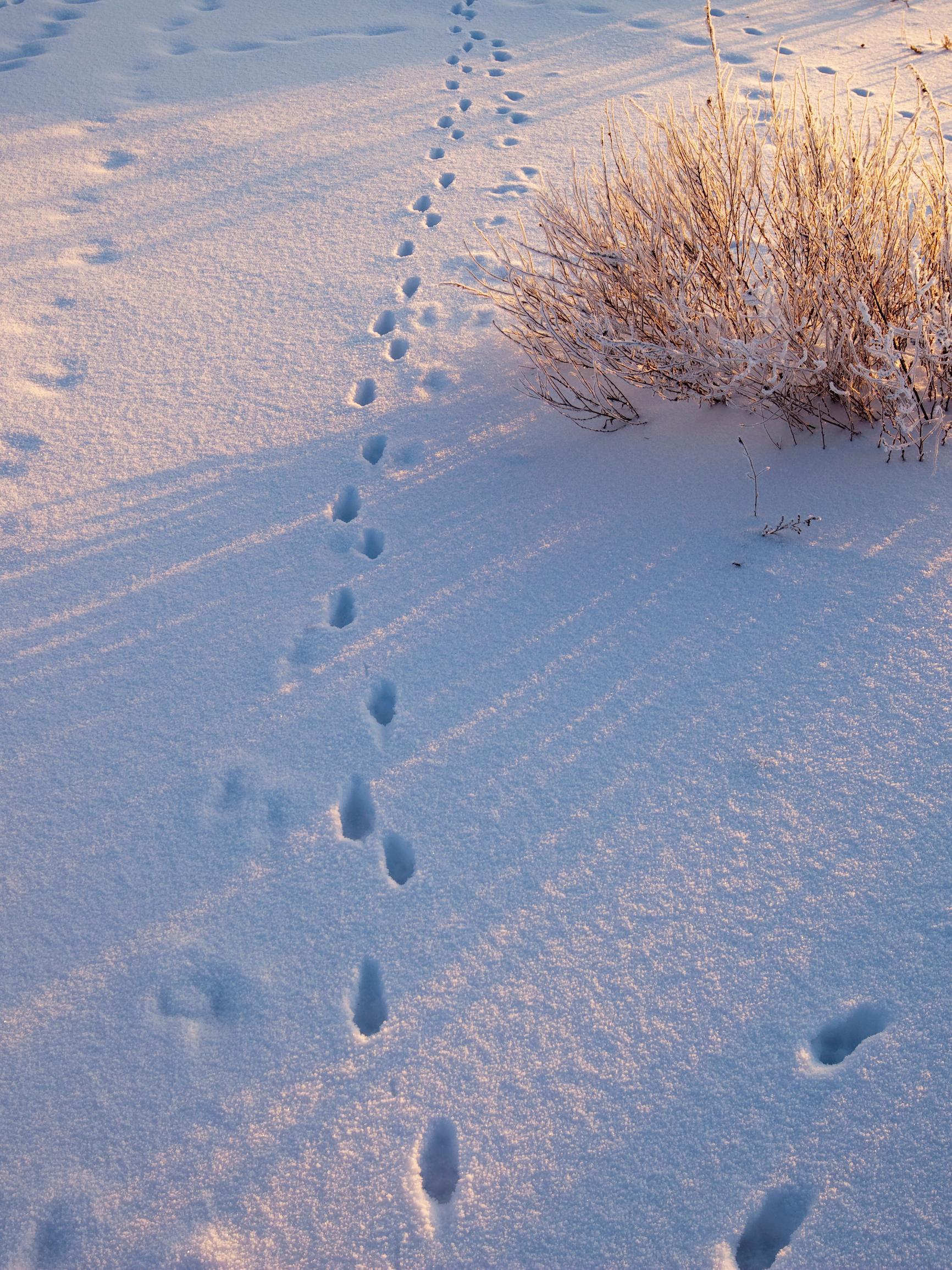 Eläinten jäljet lumessa – tunnistatko suden, ilveksen ja ketun vierailun jäljet?