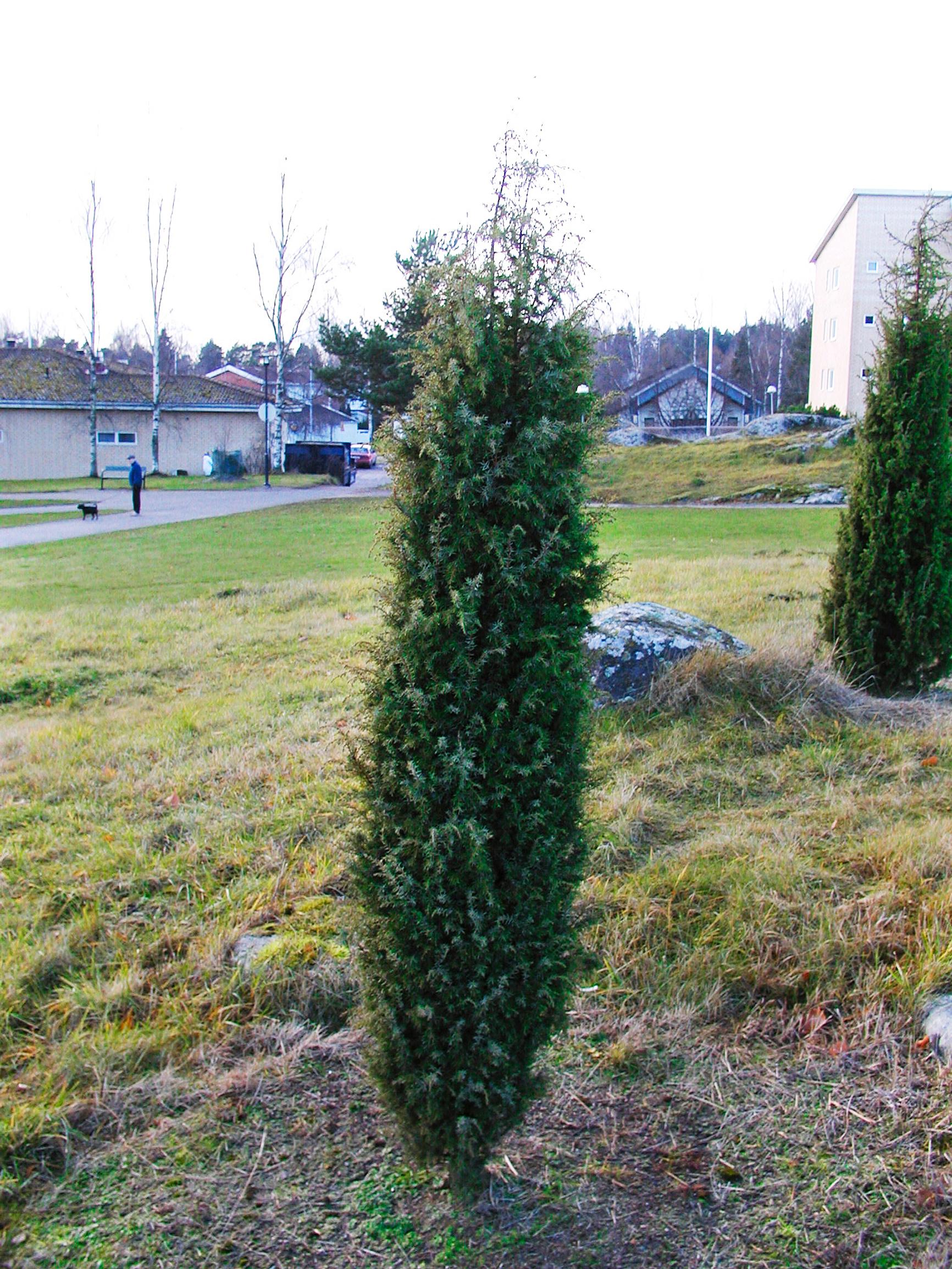 Kataja 'Vänrikki Ståhl'