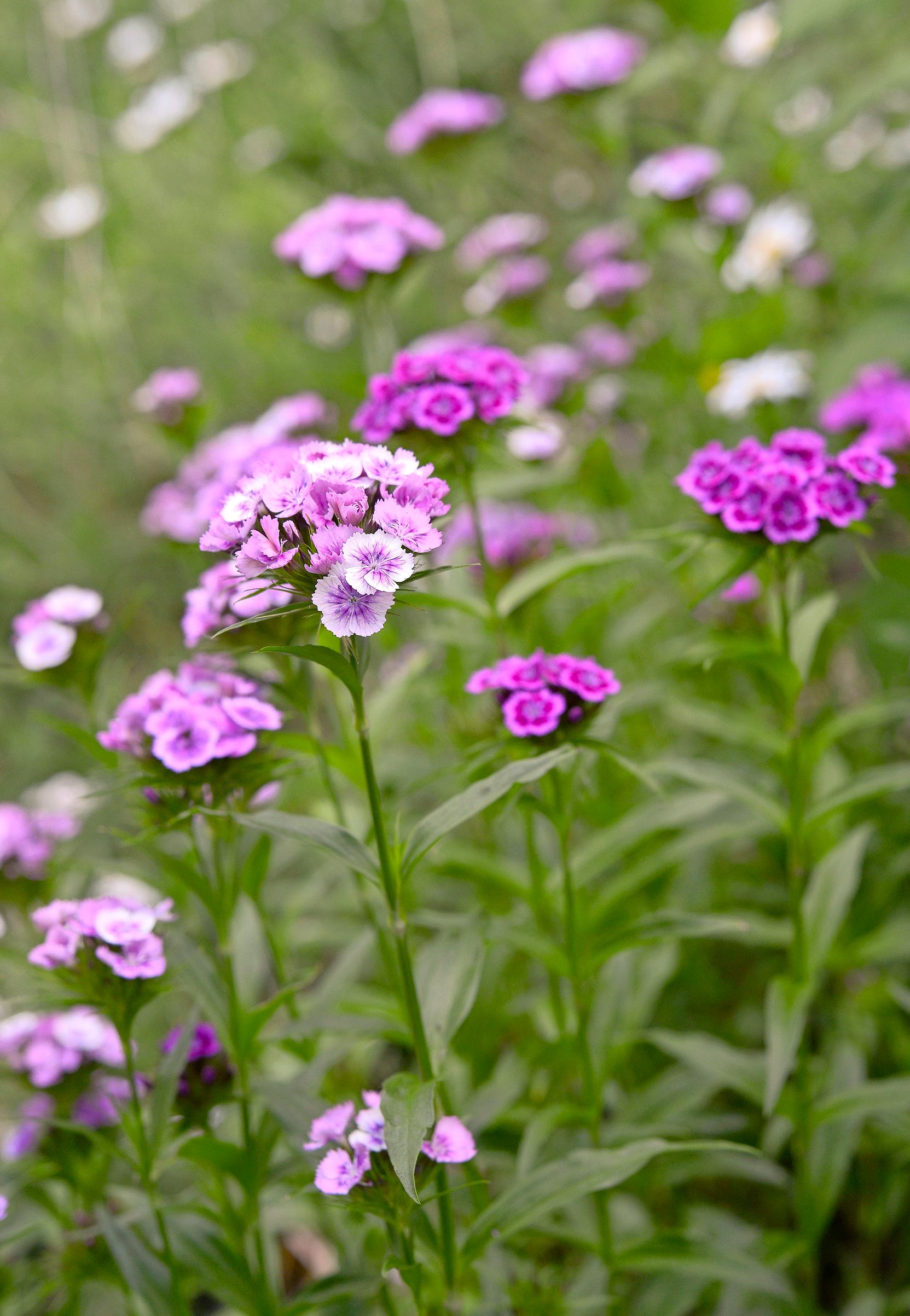 Kaksivuotiset kasvit: harjaneilikka.
