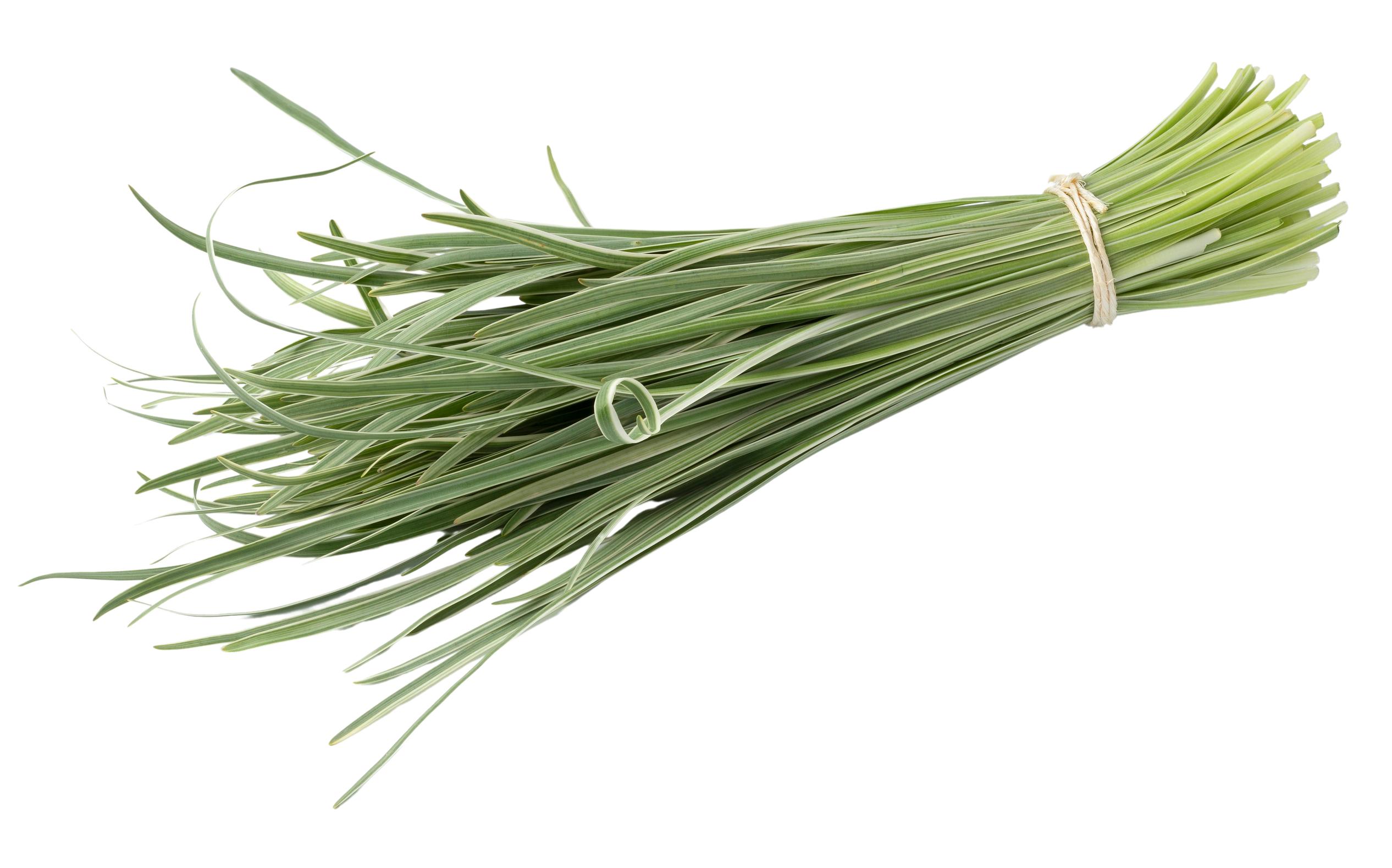 Kuvernöörinkukka eli valkosipuliyrtti