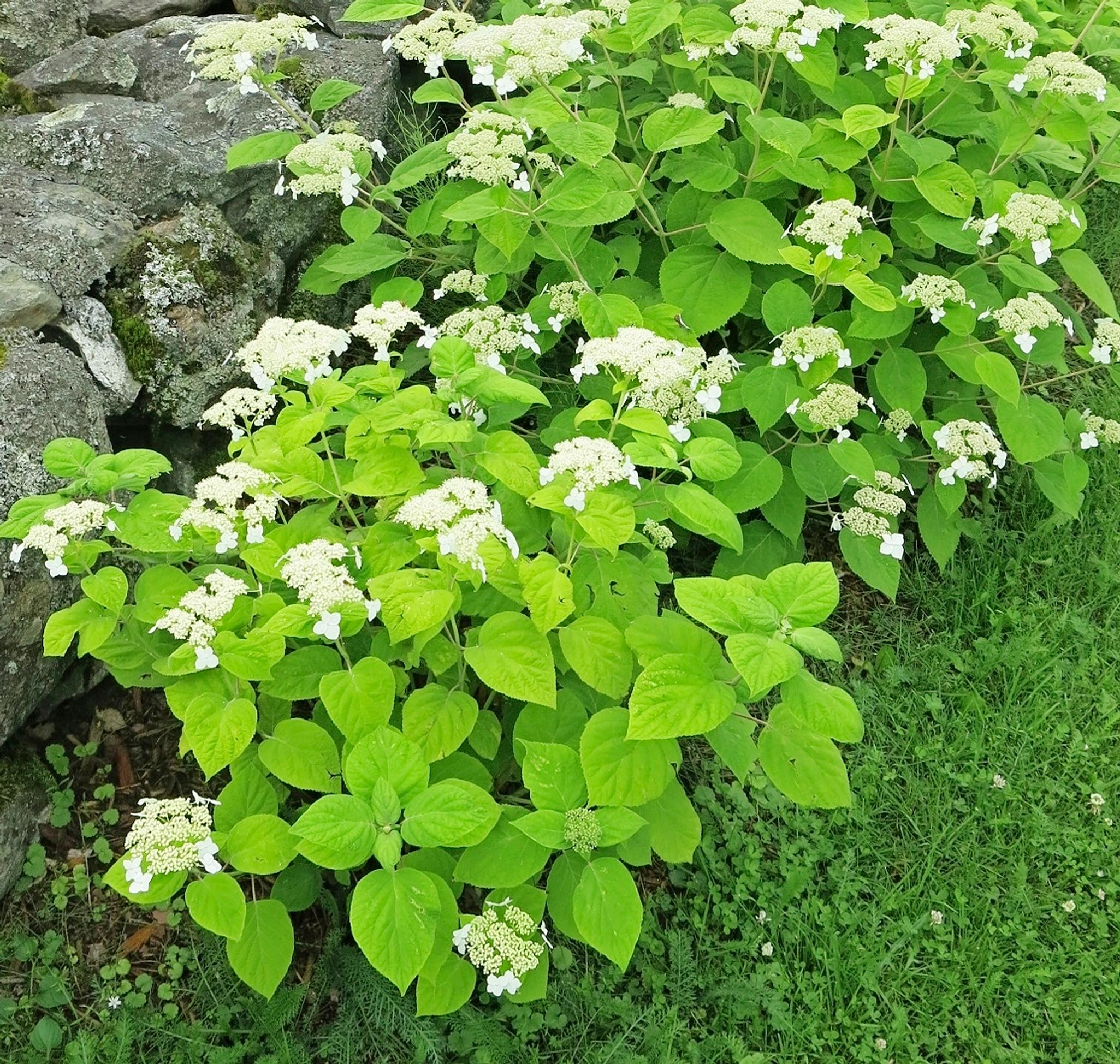 Lumihortensia, Hydrangea radiata