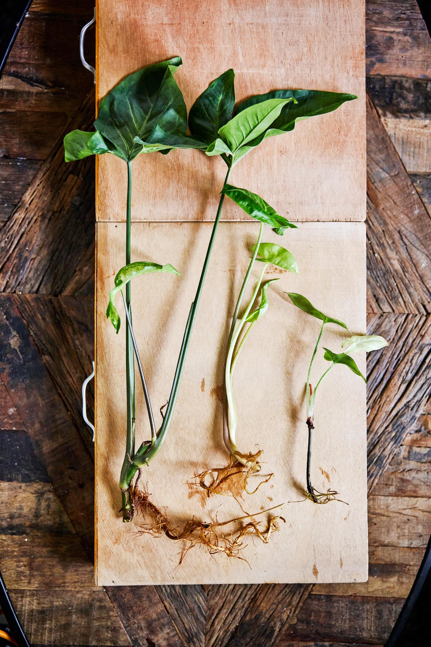 Muulinkorva eli muulinkultakorva pistokkaat