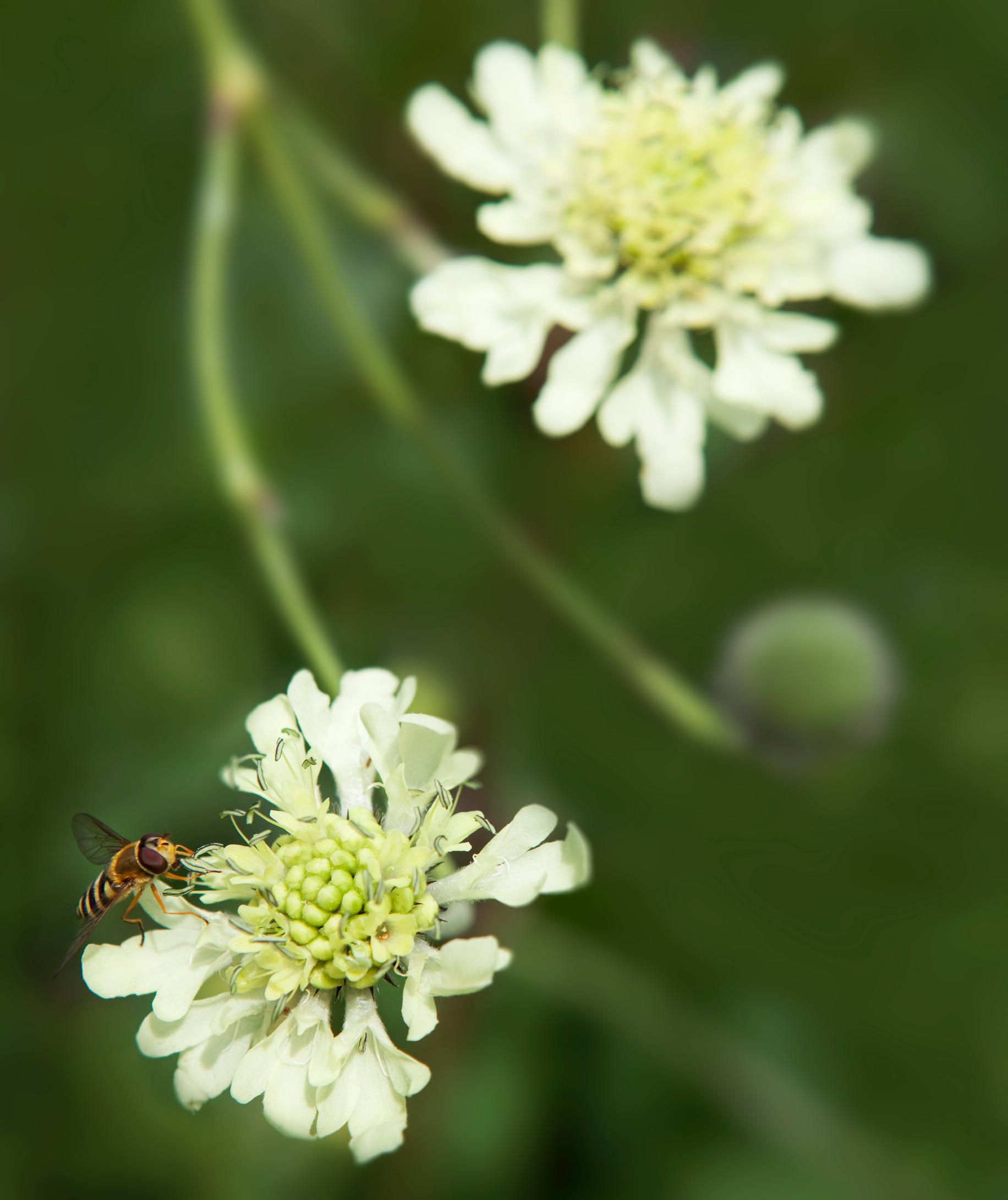 Kaukasiankirahvinkukka