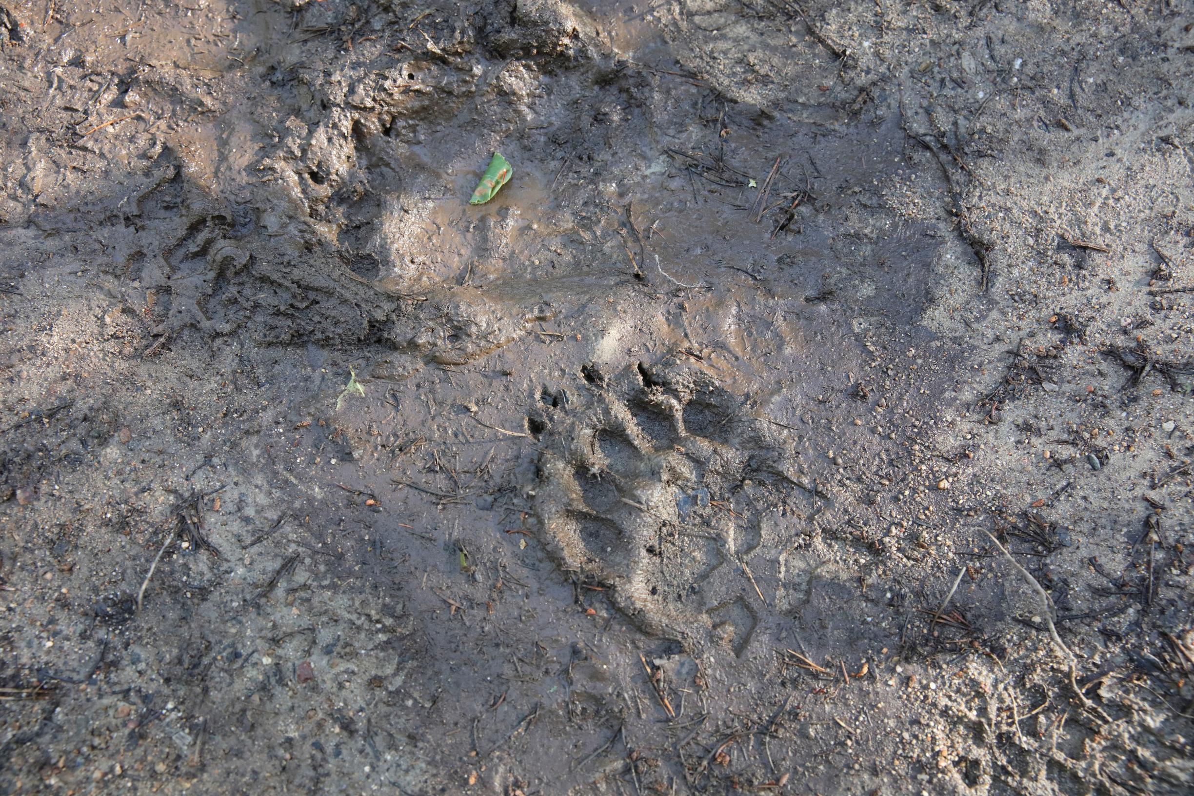 Karhun jälki mudassa