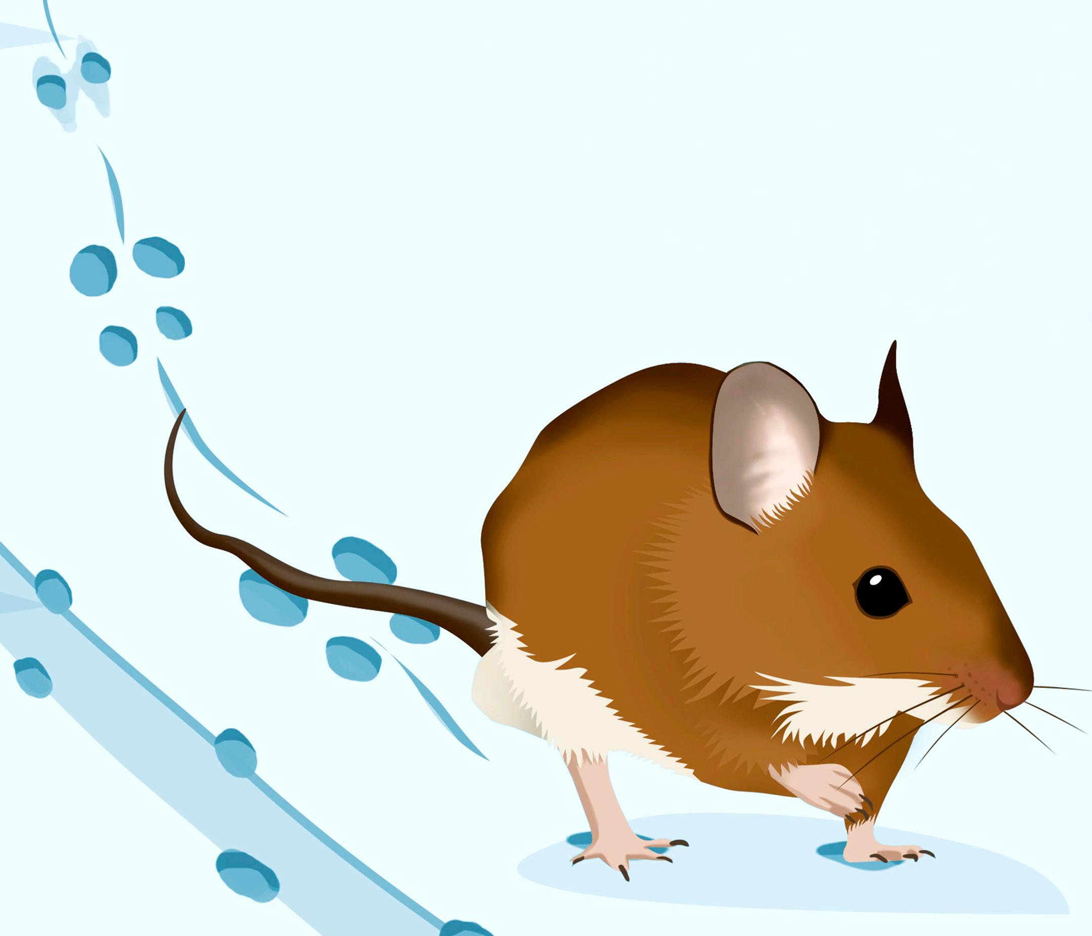 hiiren jäljet lumessa