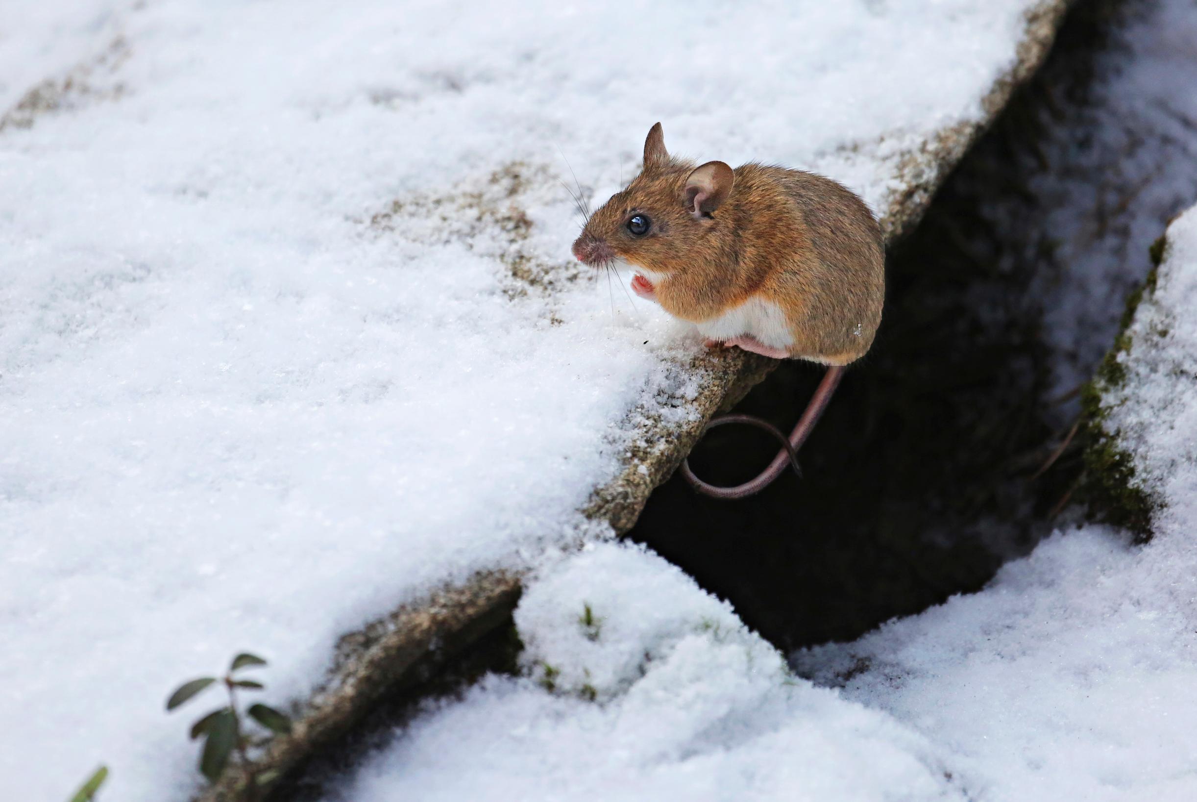 Metsähiiri talvella