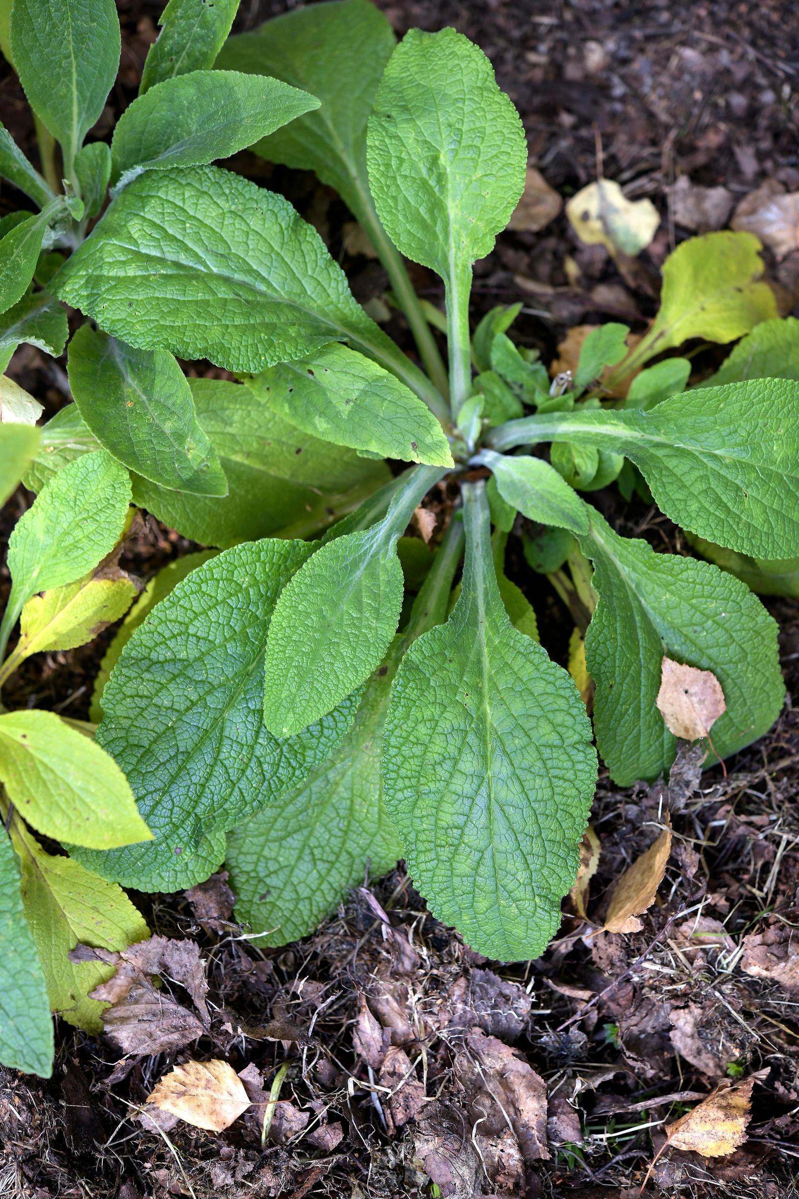 Kaksivuotiset kasvit: sormustinkukan lehtiruusukkeita syksyllä.