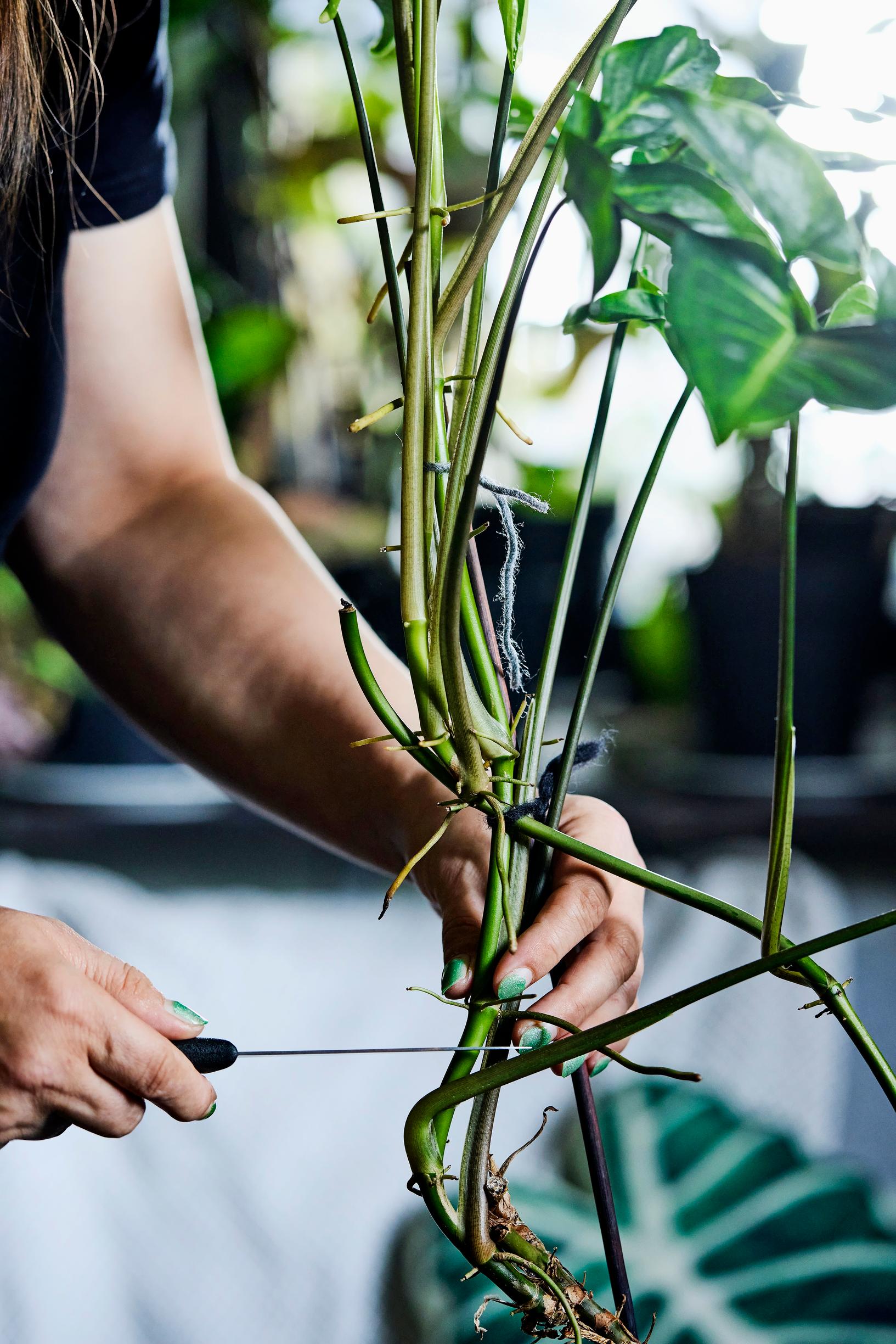 Muulinkorva eli muulinkultakorva