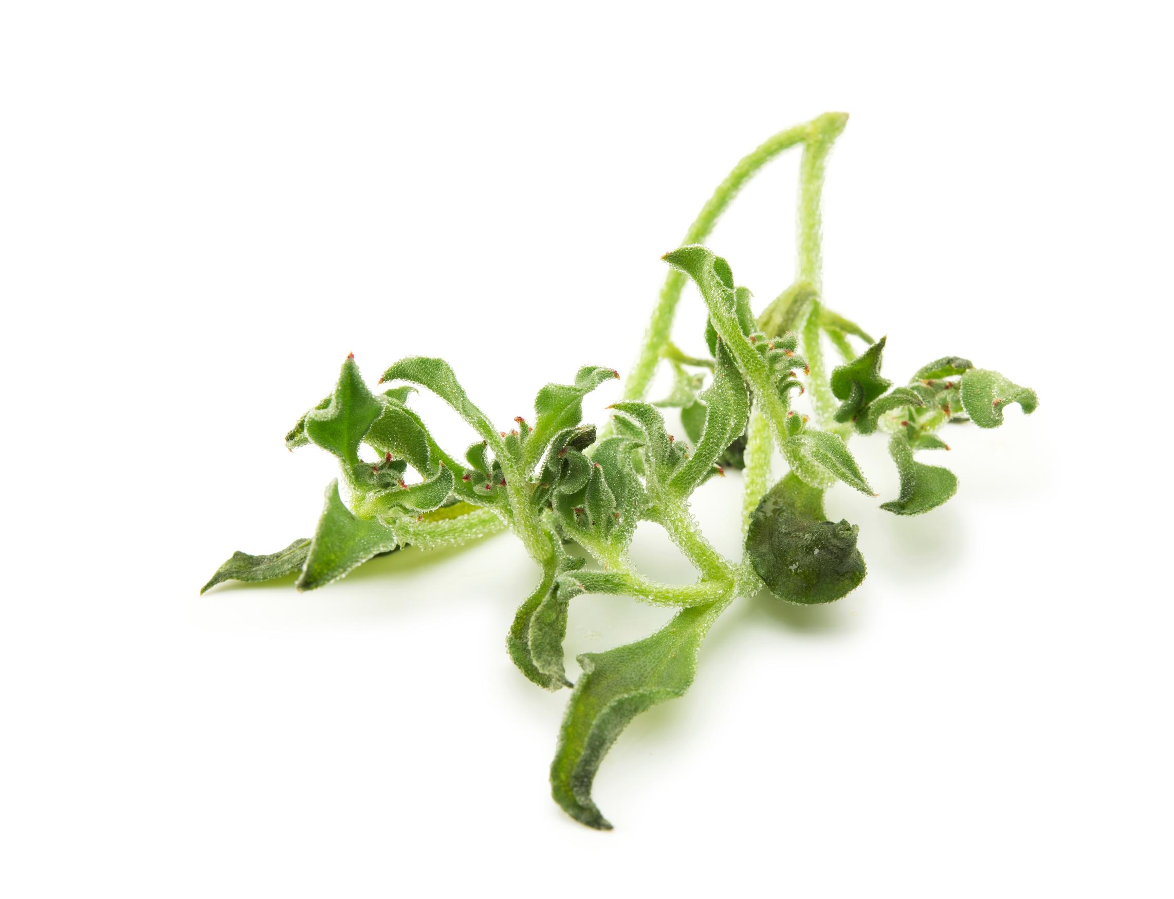 Jääruoho eli soodajääpäivikki