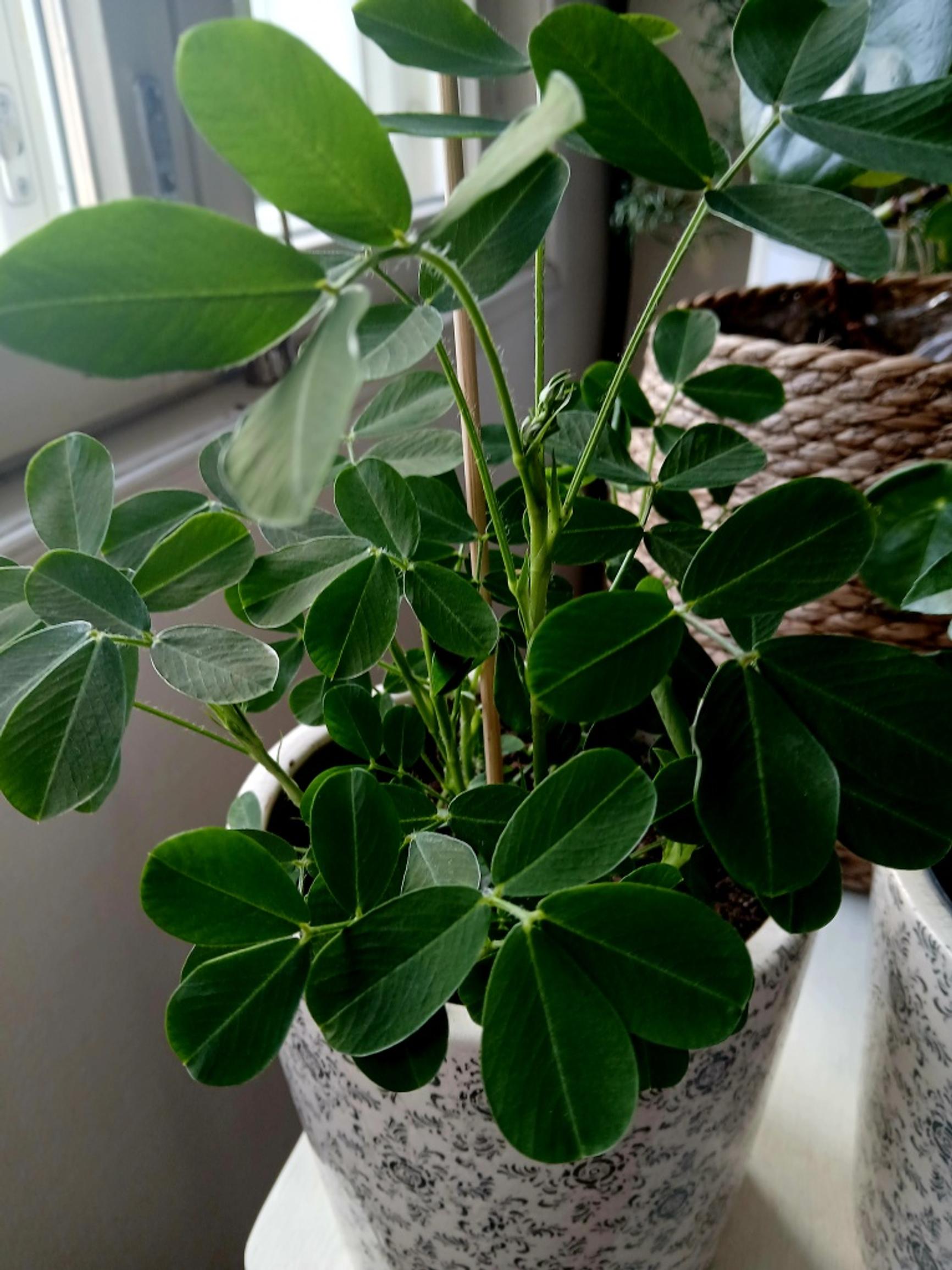 Houseplant grown from a peanut