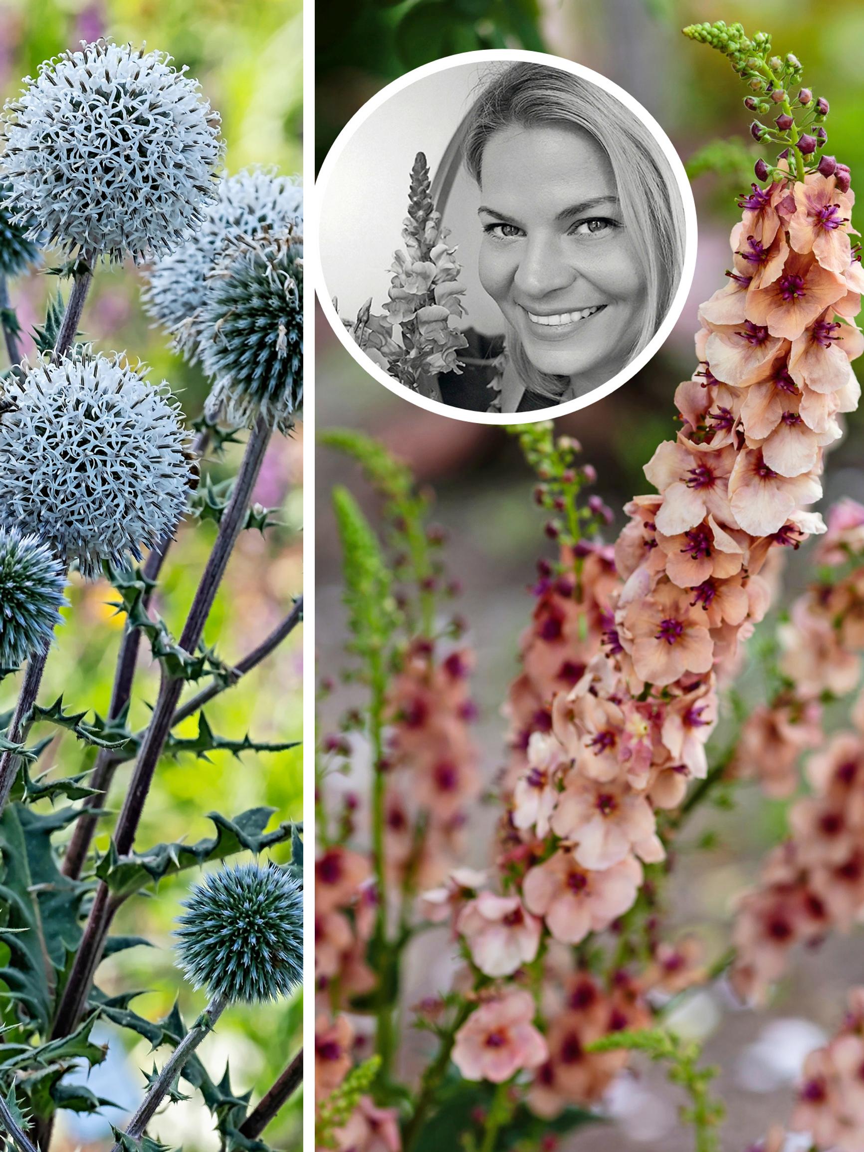 Maisemasuunnittelija valitsi 13 suosikkiperennaansa – ”Viikkokausia jatkuva kukinta tuo istutuksiin keveyttä”