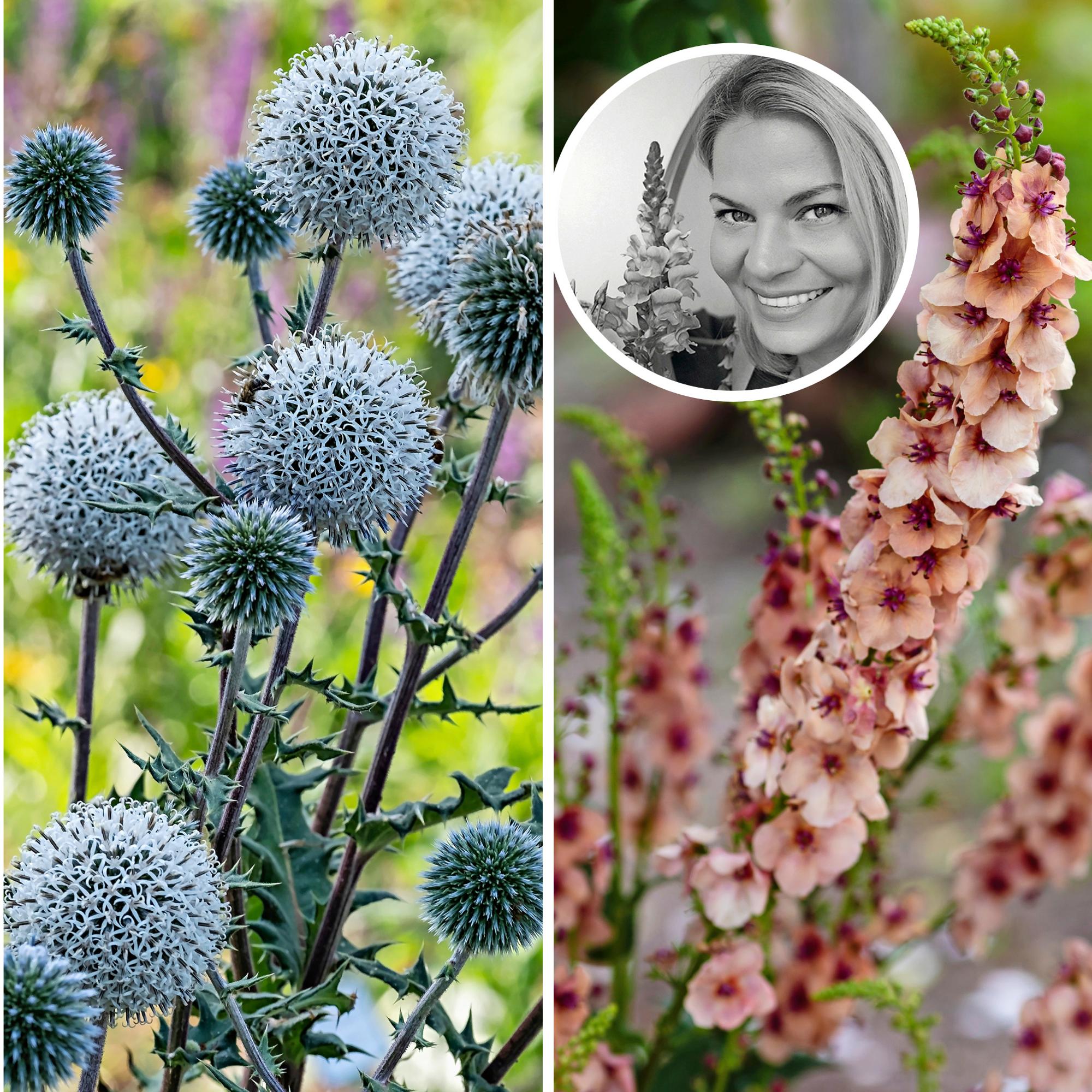 Maisemasuunnittelija valitsi 13 suosikkiperennaansa – ”Viikkokausia jatkuva kukinta tuo istutuksiin keveyttä”