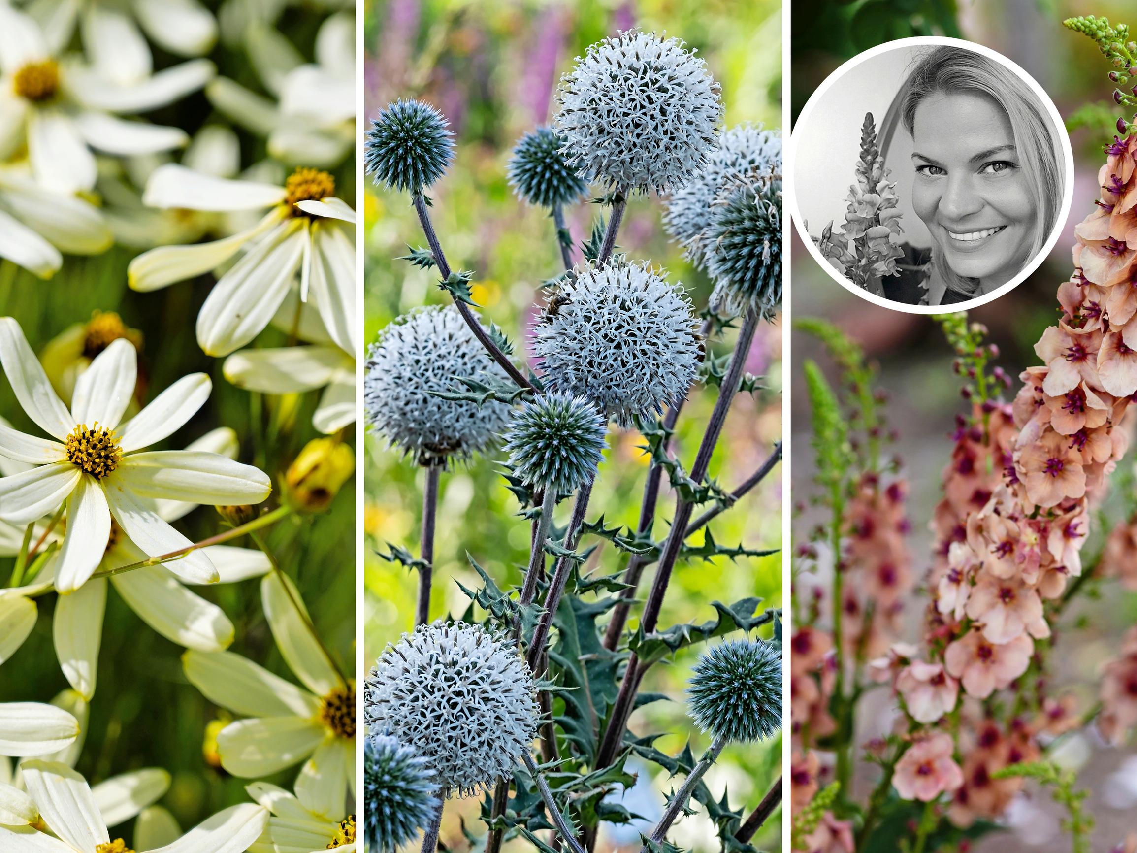 Maisemasuunnittelija valitsi 13 suosikkiperennaansa – ”Viikkokausia jatkuva kukinta tuo istutuksiin keveyttä”