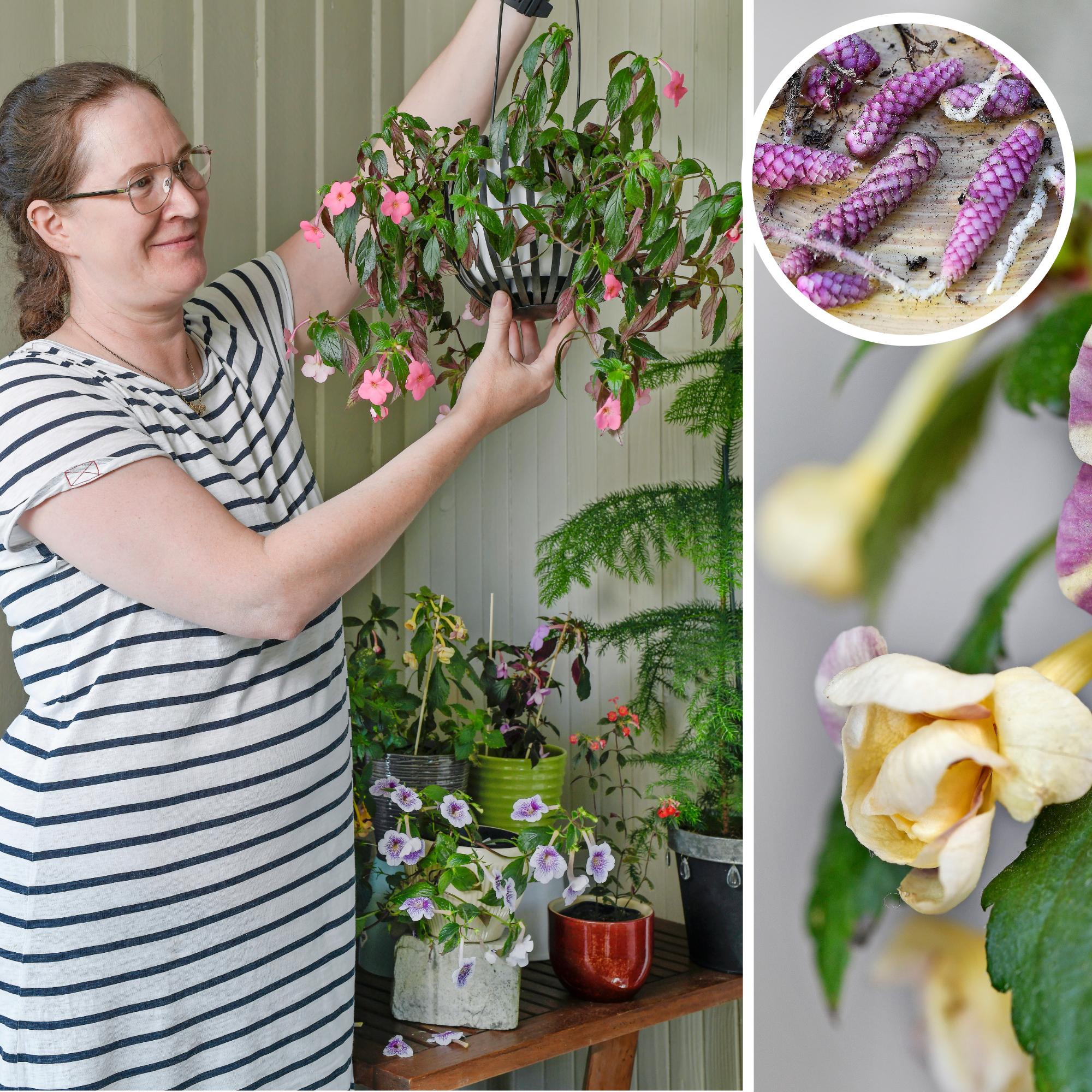 Bussikuski-Hely rakastaa ”kävyistä” kasvavia mustanmerenruusujaan: ”Jostakin kauneus on hankittava öljyn ja bensan maailmassa”