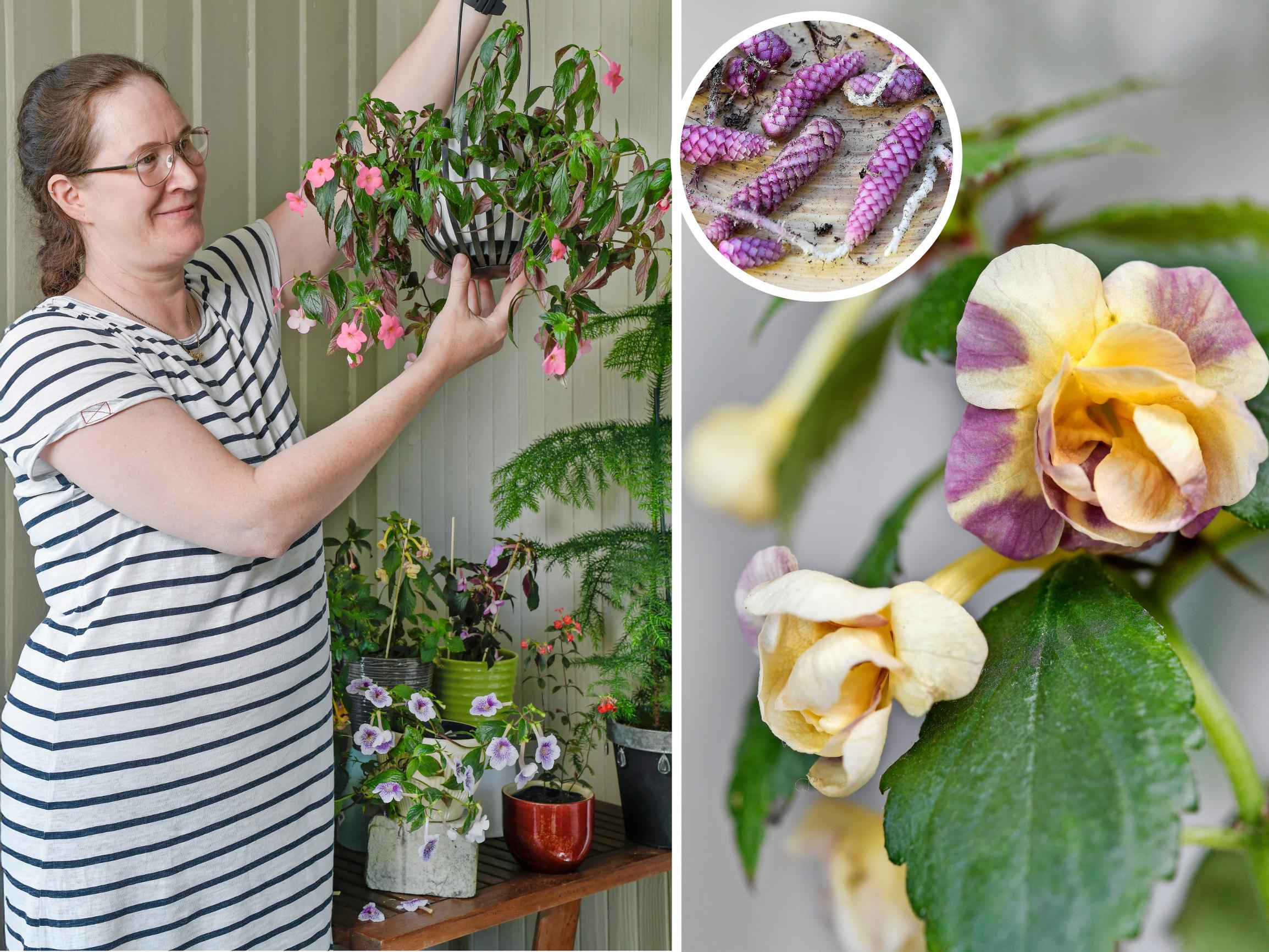 Bussikuski-Hely rakastaa ”kävyistä” kasvavia mustanmerenruusujaan: ”Jostakin kauneus on hankittava öljyn ja bensan maailmassa”