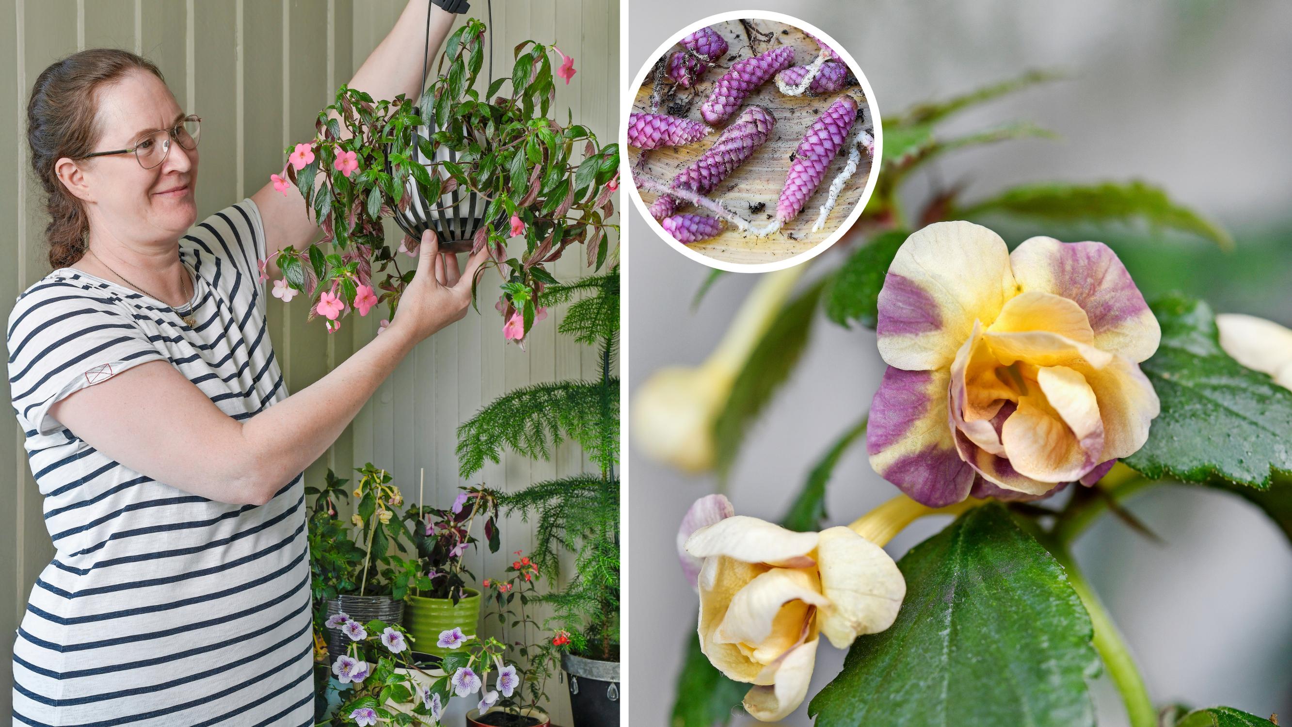 Bussikuski-Hely rakastaa ”kävyistä” kasvavia mustanmerenruusujaan: ”Jostakin kauneus on hankittava öljyn ja bensan maailmassa”