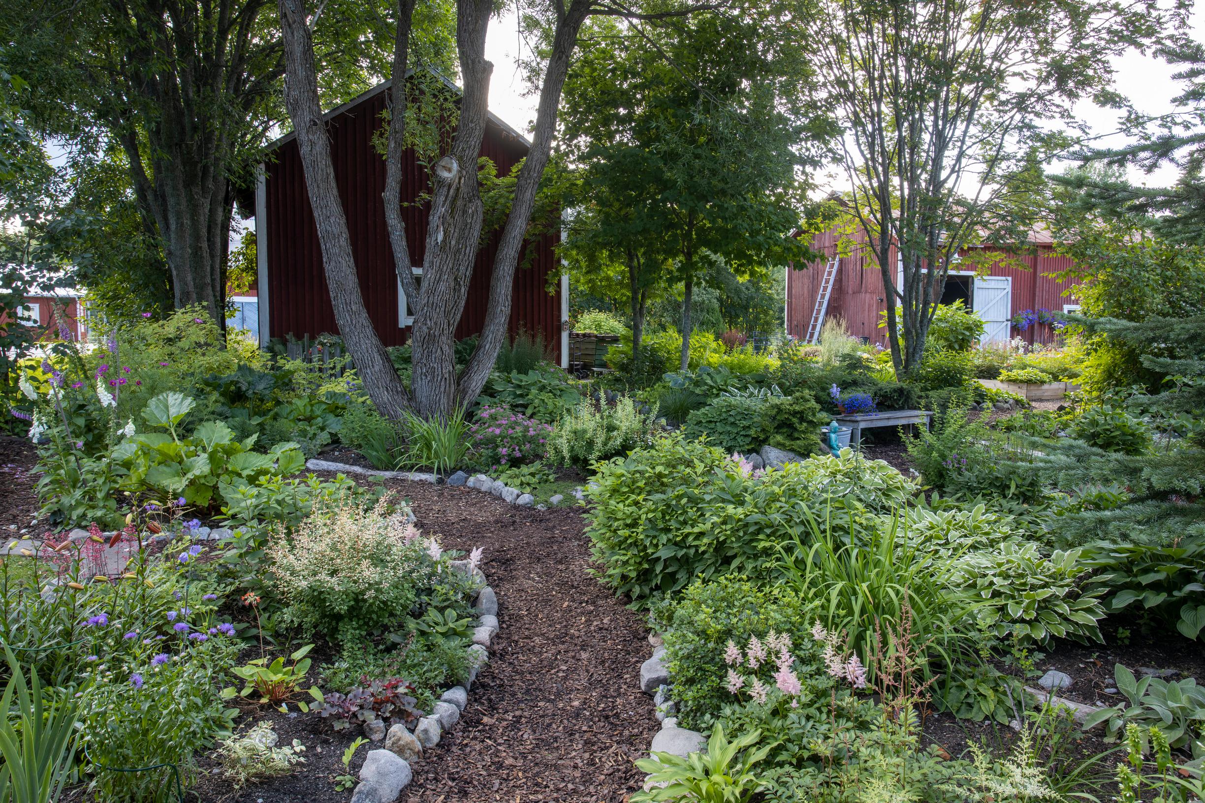[Image] Terijoensalavan, idänorapihlajan ja japaninpihlajan katveessa kasvaa jalo­­­angervoja, kurjenmiekkoja, kuunliljoja ja happomarjoja.