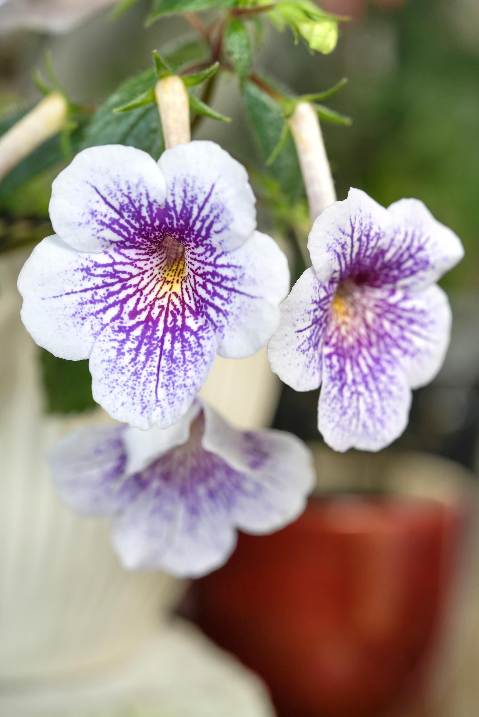 Mustanmerenruusu achimenes ’Ambroise Verschaffelt’ 