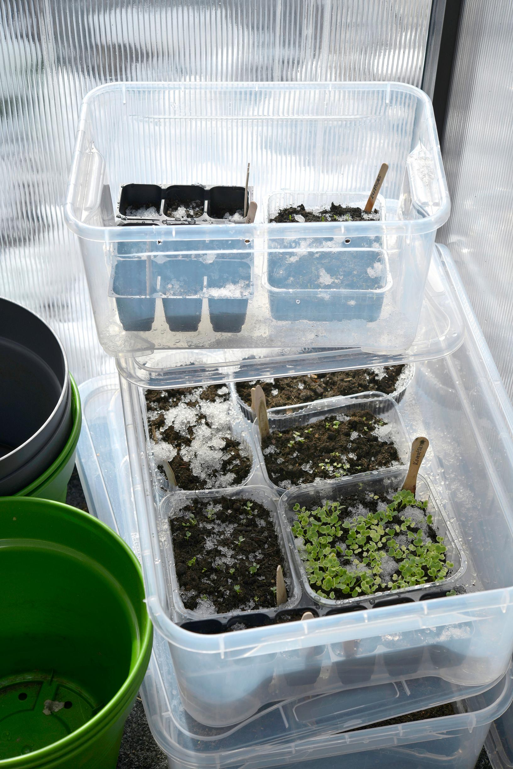 Kaksivuotiset kasvit: talvikylvö