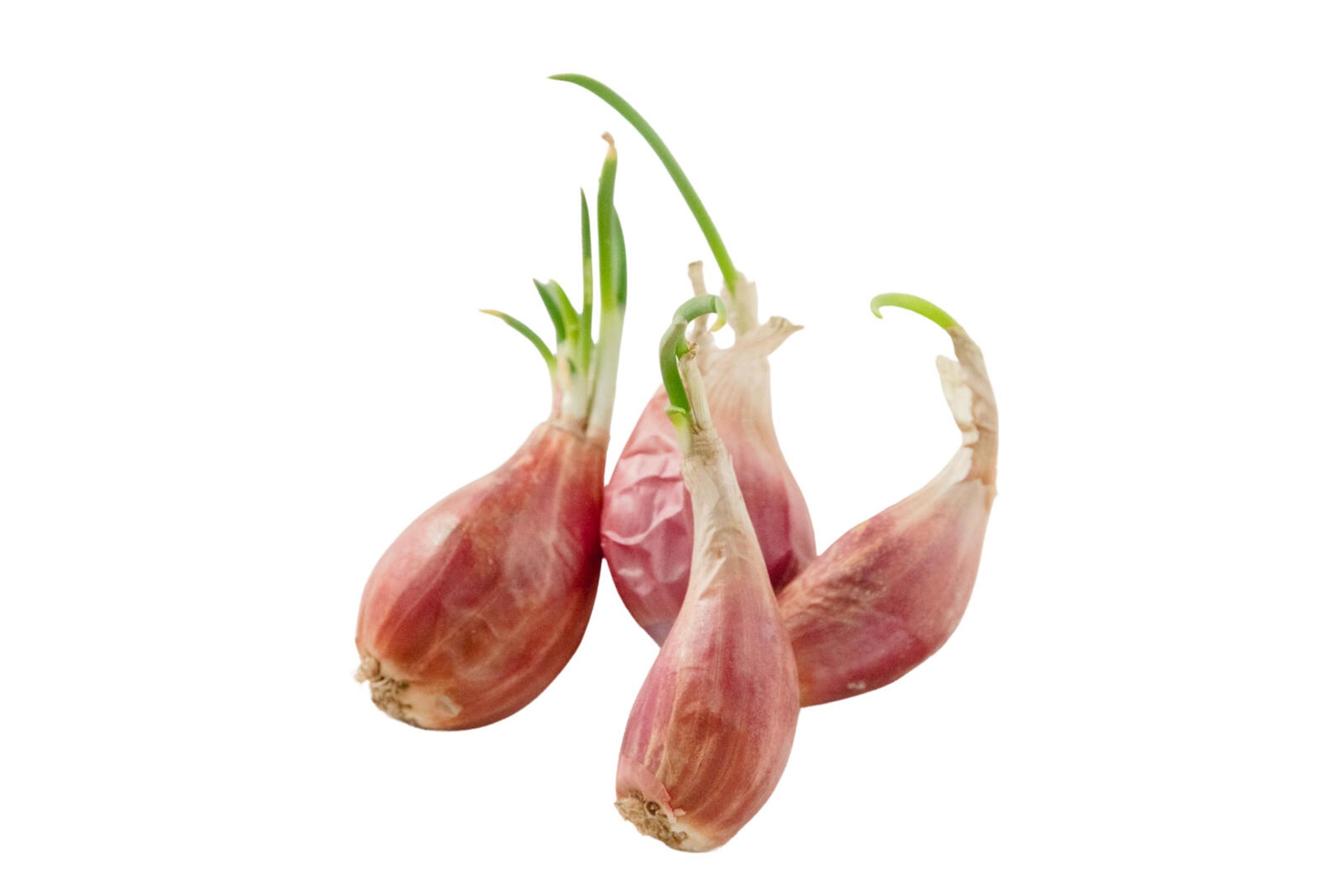 Ilmasipulin kasvatus: ilmasipuli voi levitä isoksi kasvustoksi jakautumalla sekä latvasipulien avulla.