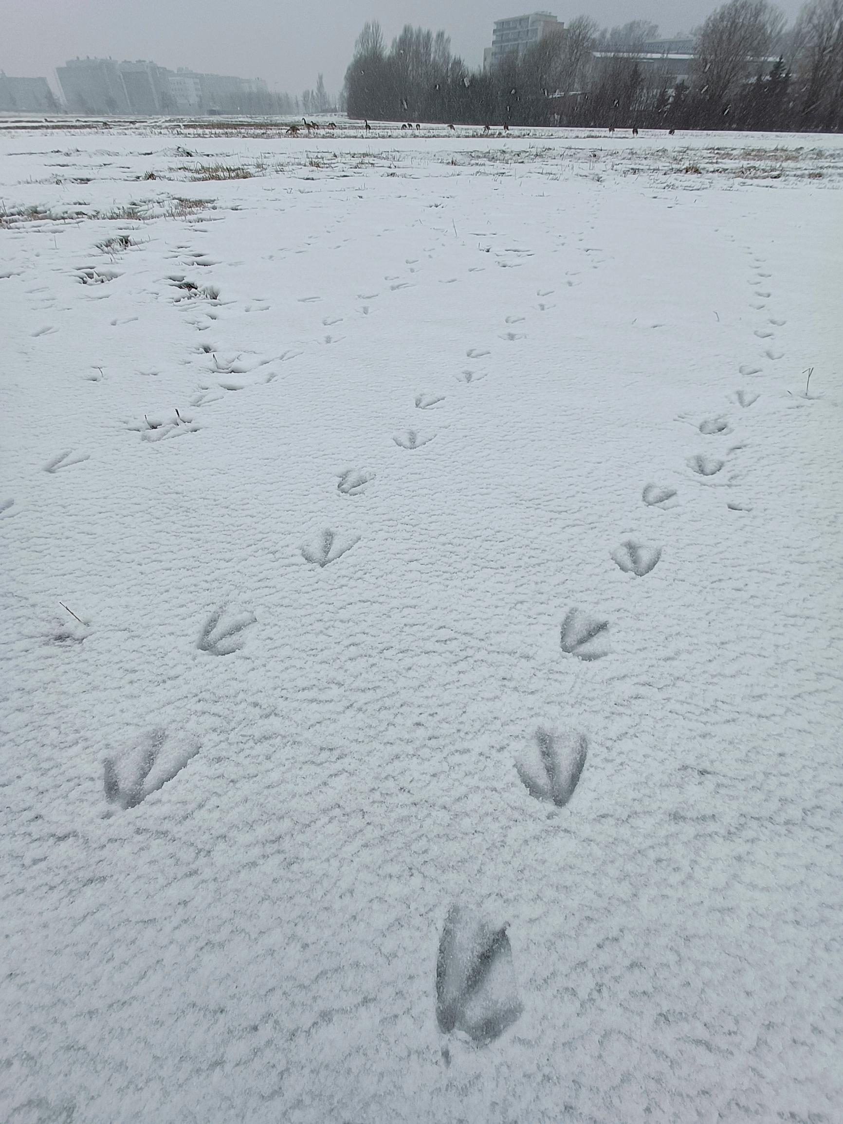 Kanadanhanhen jäljet lumessa