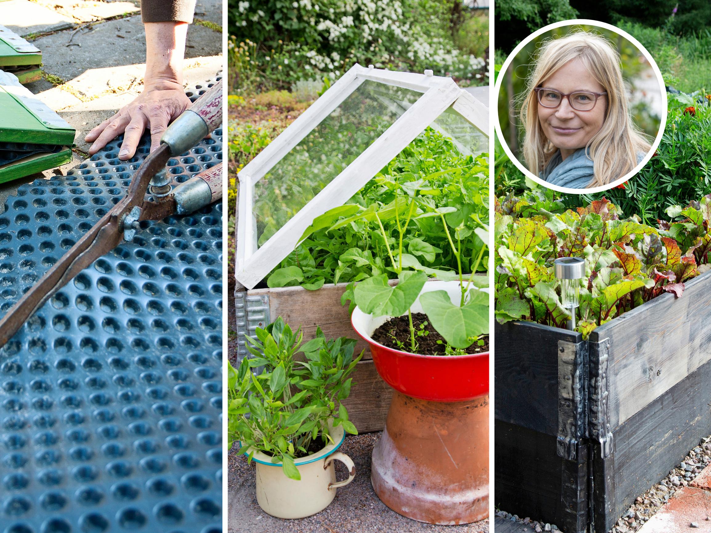 Lavakaulus: Mitä pohjalle, pitääkö puu suojata ja paljonko multaa tarvitaan? Hortonomi kertoo kaiken oleellisen lavakauluksista 