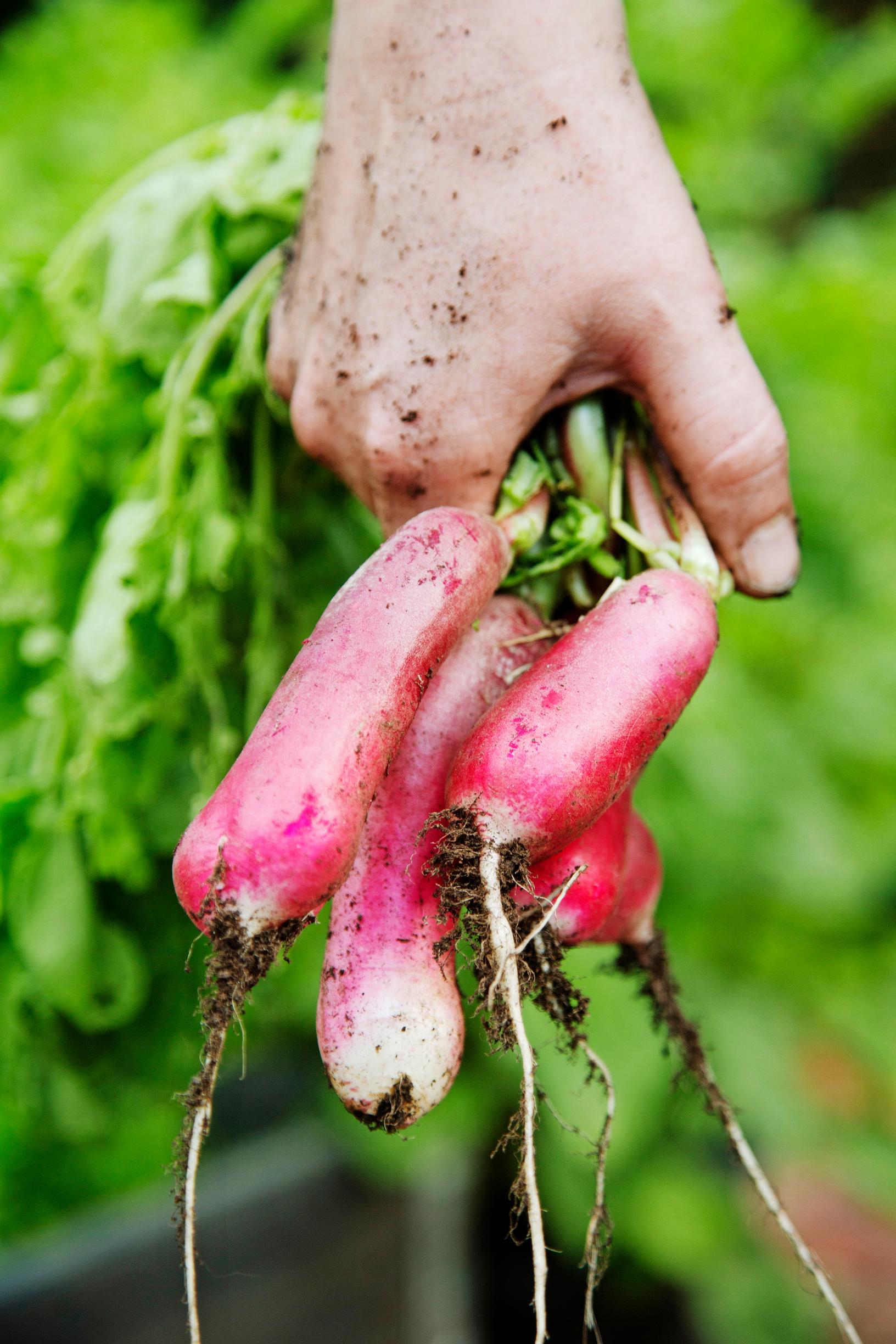 Retiisi ’De Dix-Huit Jours’