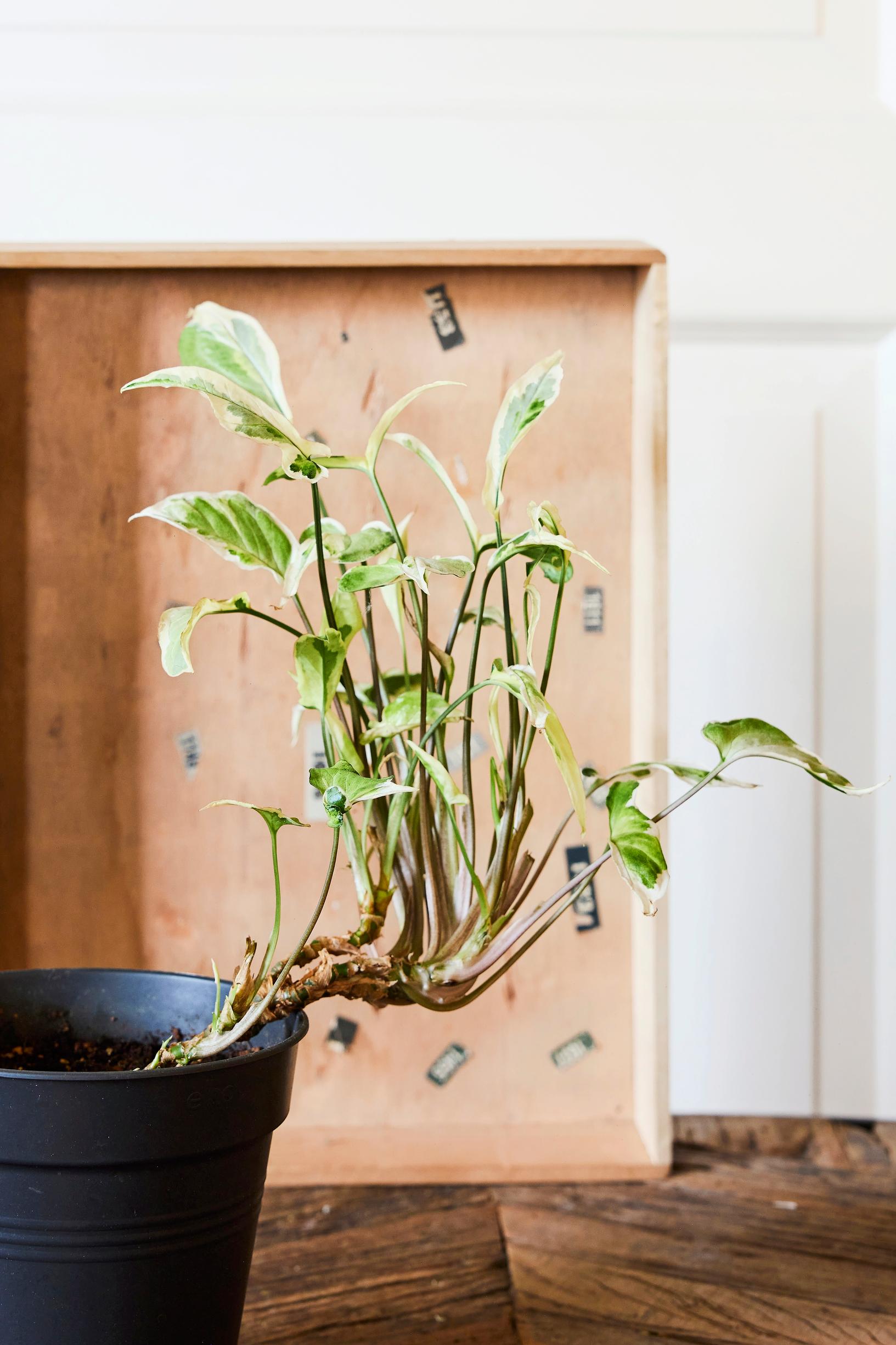 Muulinkultakorva ’Starlite’