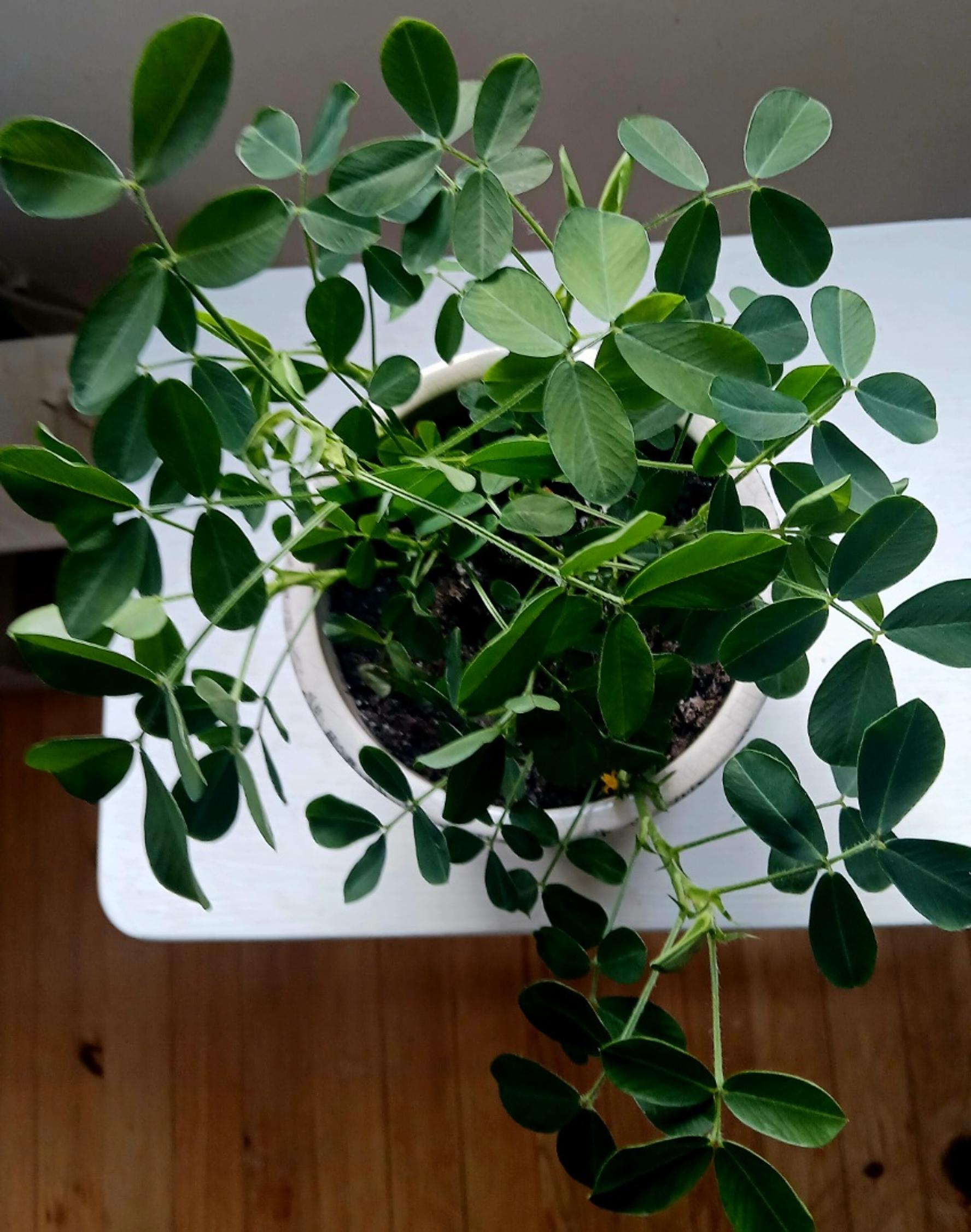 Houseplant grown from a peanut