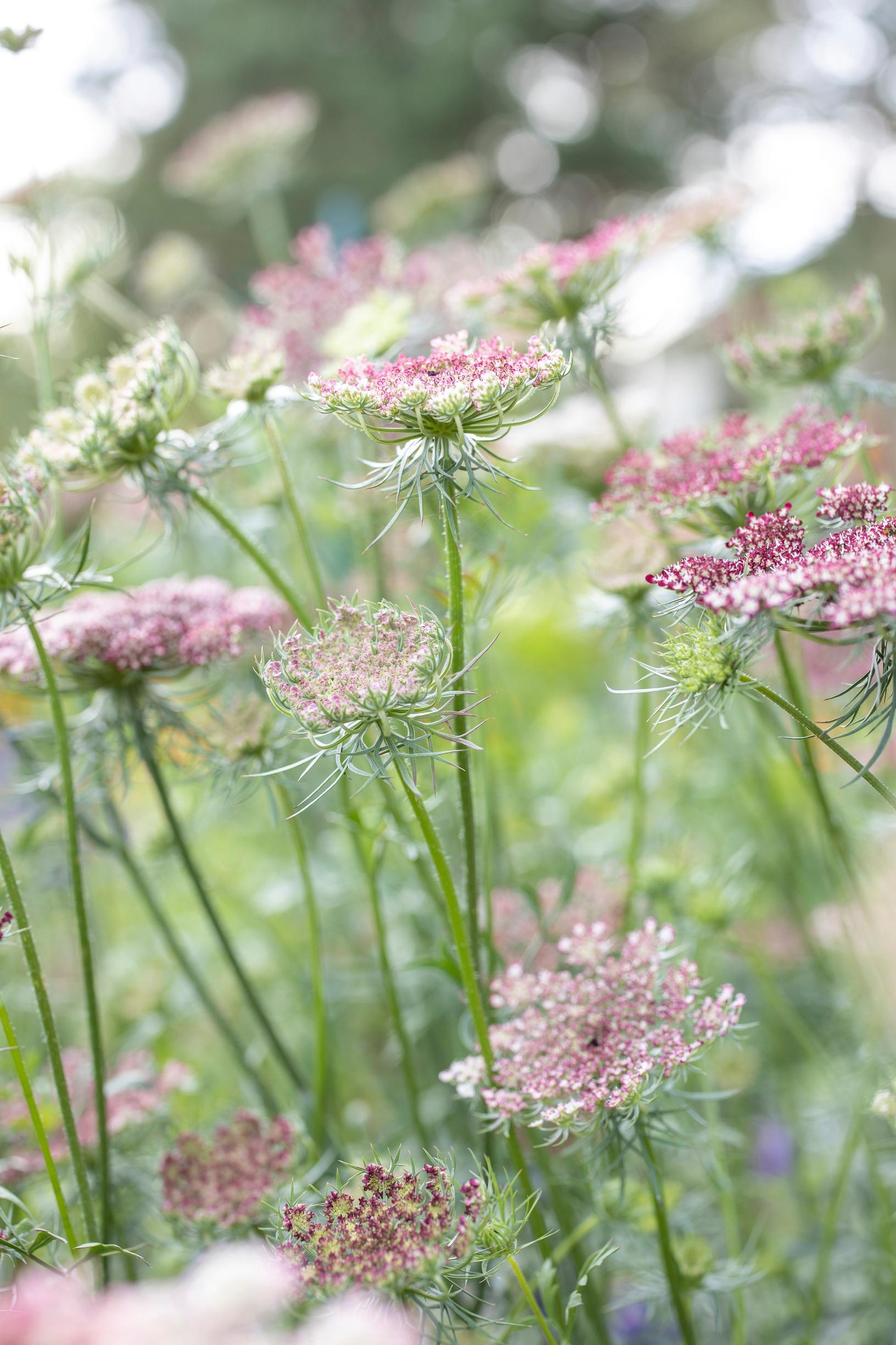 Kaksivuotiset kasvit: koristeporkkana ’Dara’.