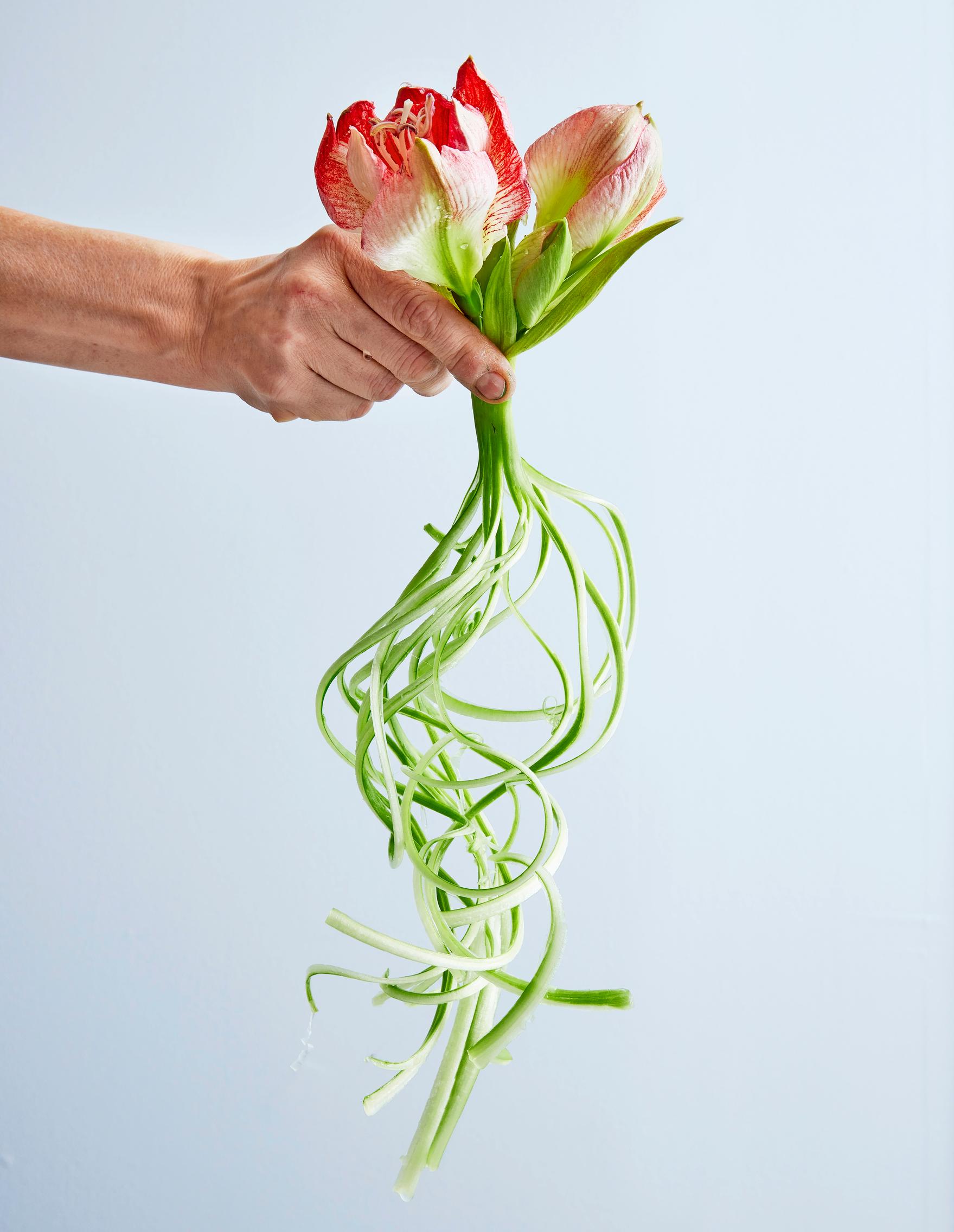 Joulukukkien hoito: amaryllis