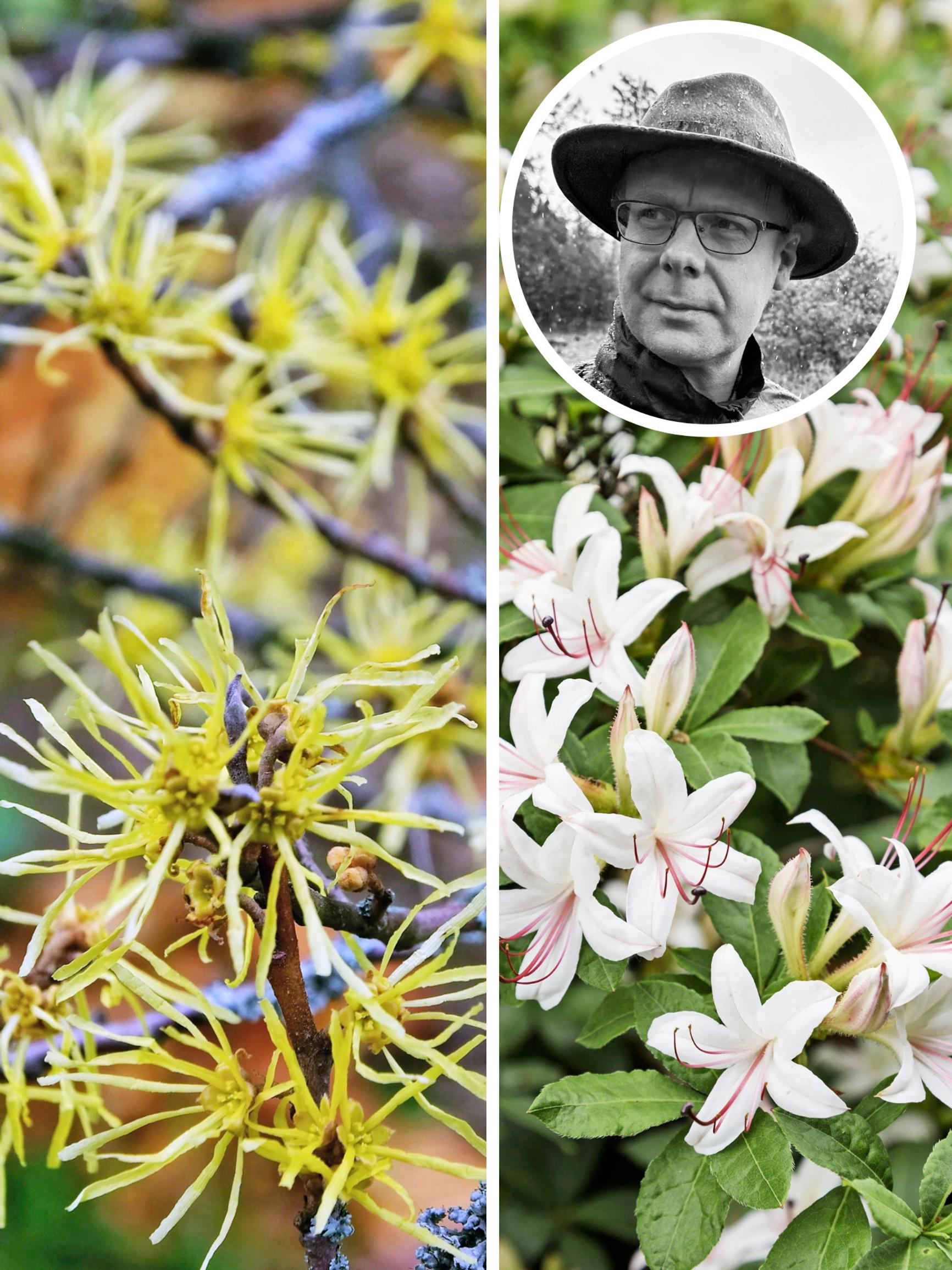 Mustilan arboretumin asiantuntija valitsi 9 suosikkipensastaan – mukana perhosmagneetti, harvoin nähty hortensia ja ruska-ajan kuningas