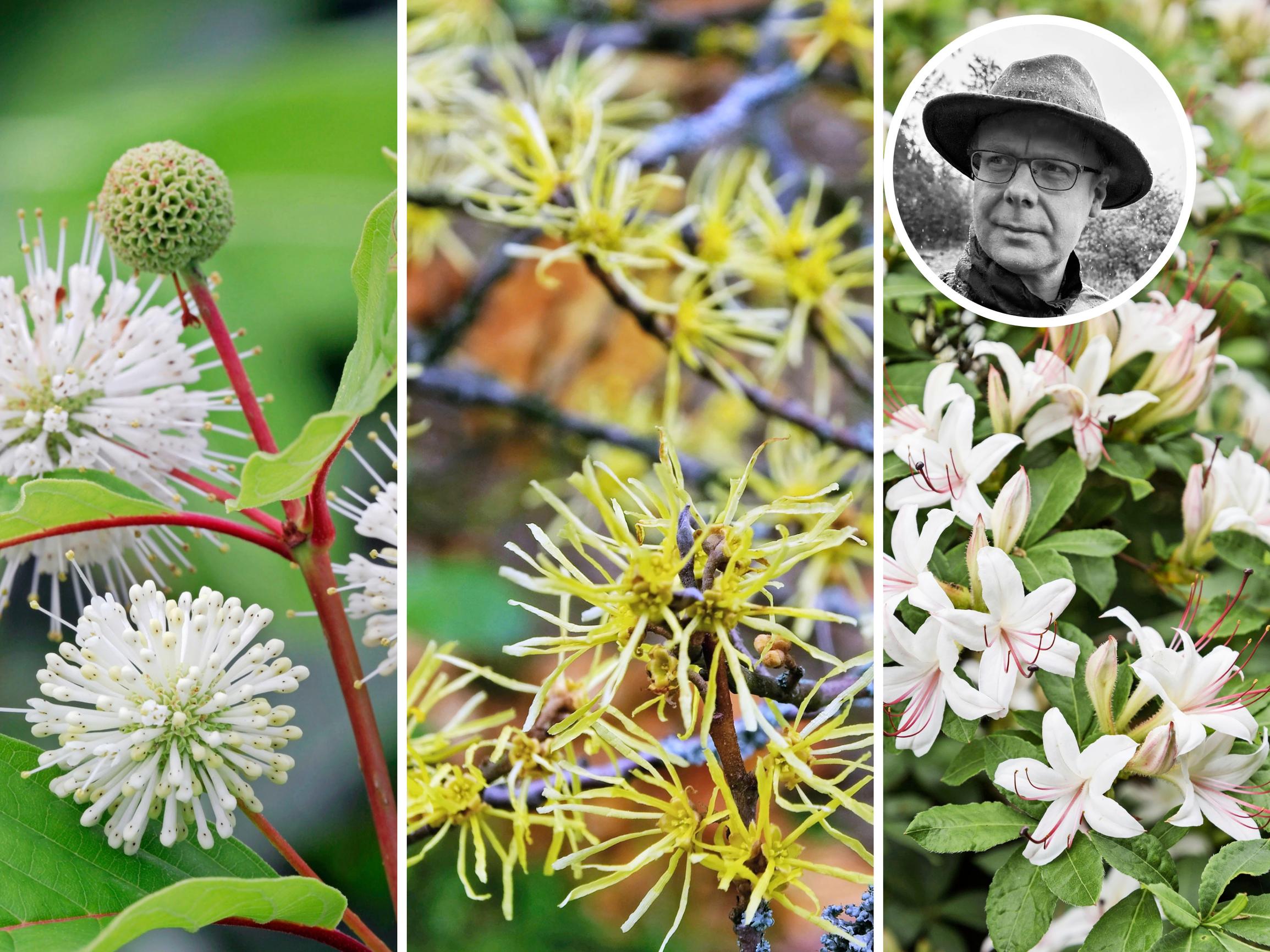 Mustilan arboretumin asiantuntija valitsi 9 suosikkipensastaan – mukana perhosmagneetti, harvoin nähty hortensia ja ruska-ajan kuningas