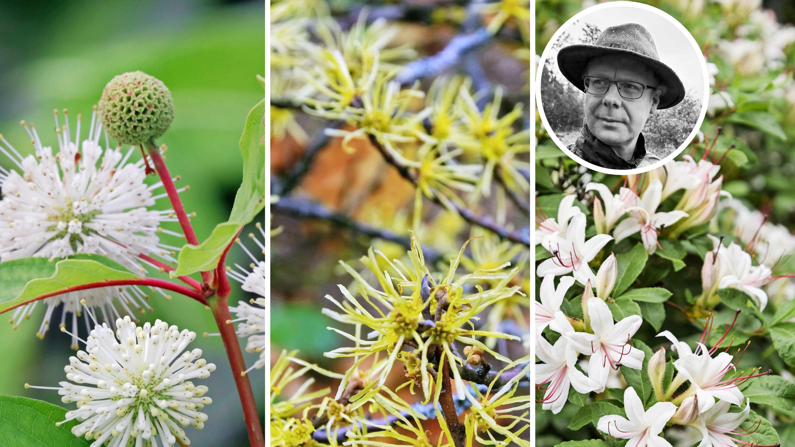 Mustilan arboretumin asiantuntija valitsi 9 suosikkipensastaan – mukana perhosmagneetti, harvoin nähty hortensia ja ruska-ajan kuningas