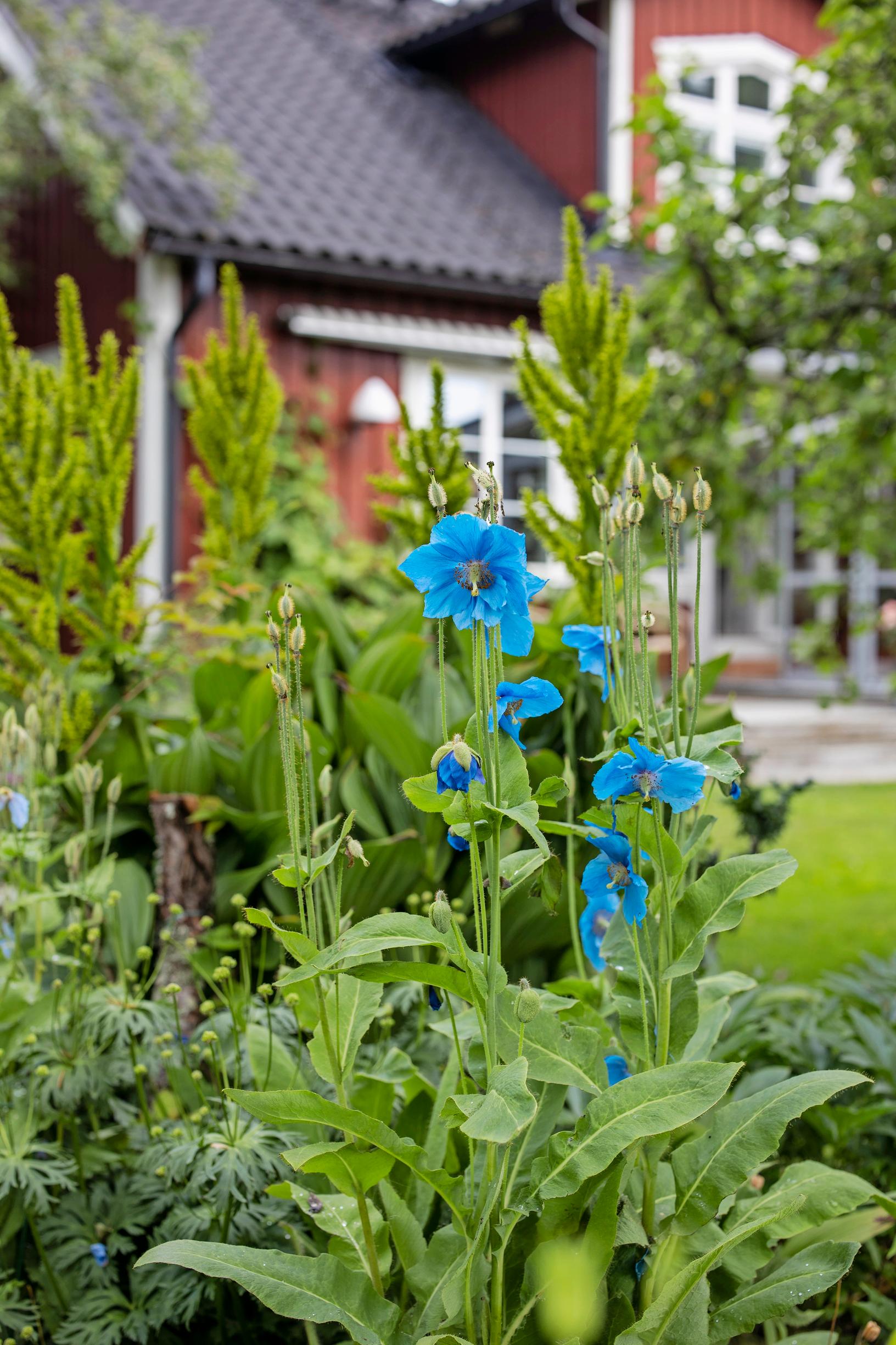 Siniuinukko (ent. sinivaleunikko) on haastavan kasvin maineessa.  