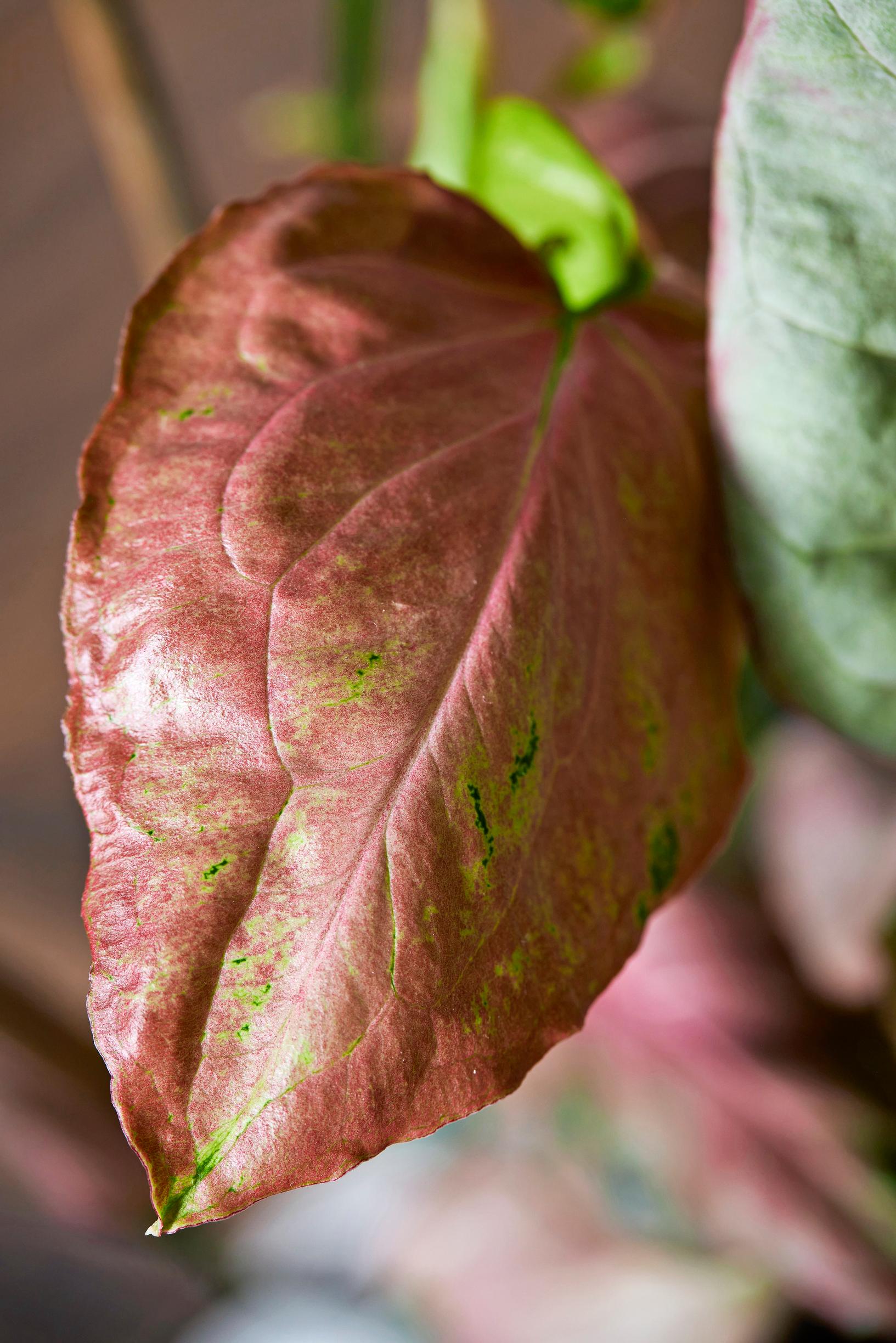 Muulinkorva eli muulinkultakorva