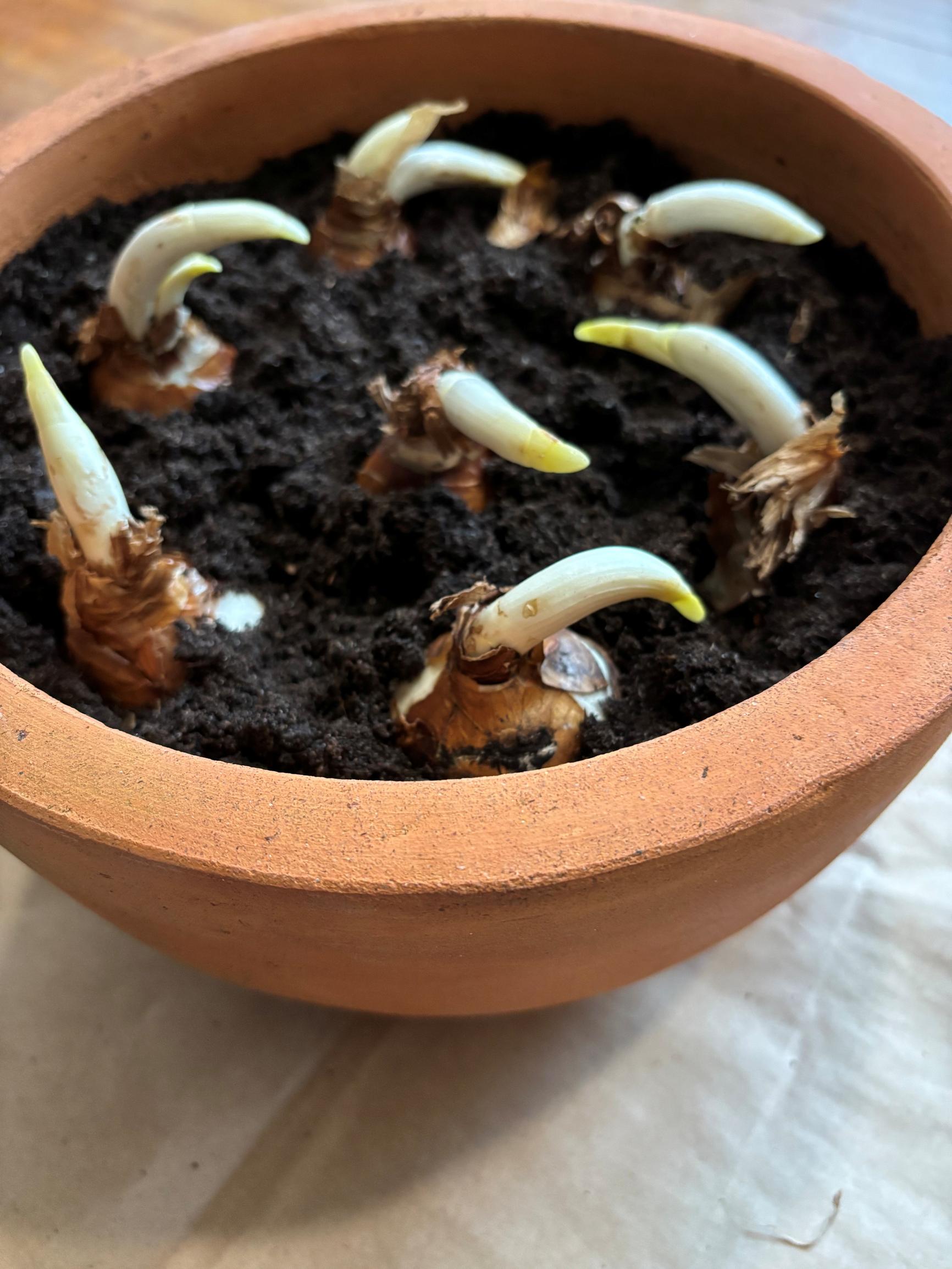 Tasetin sipulien istutus multaan