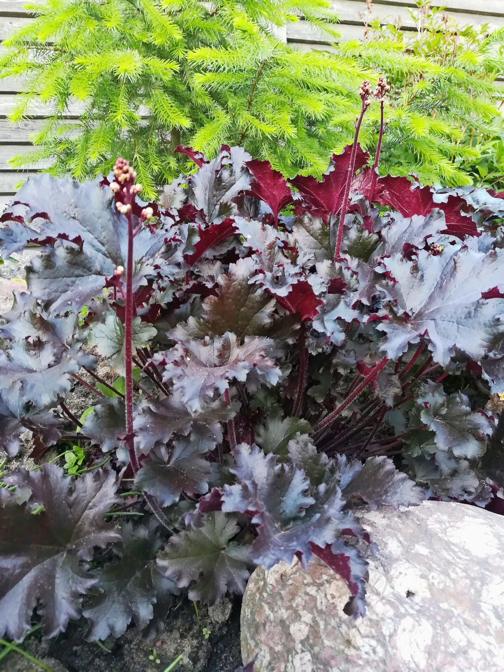 Keijunkukka 'Black Taffeta'