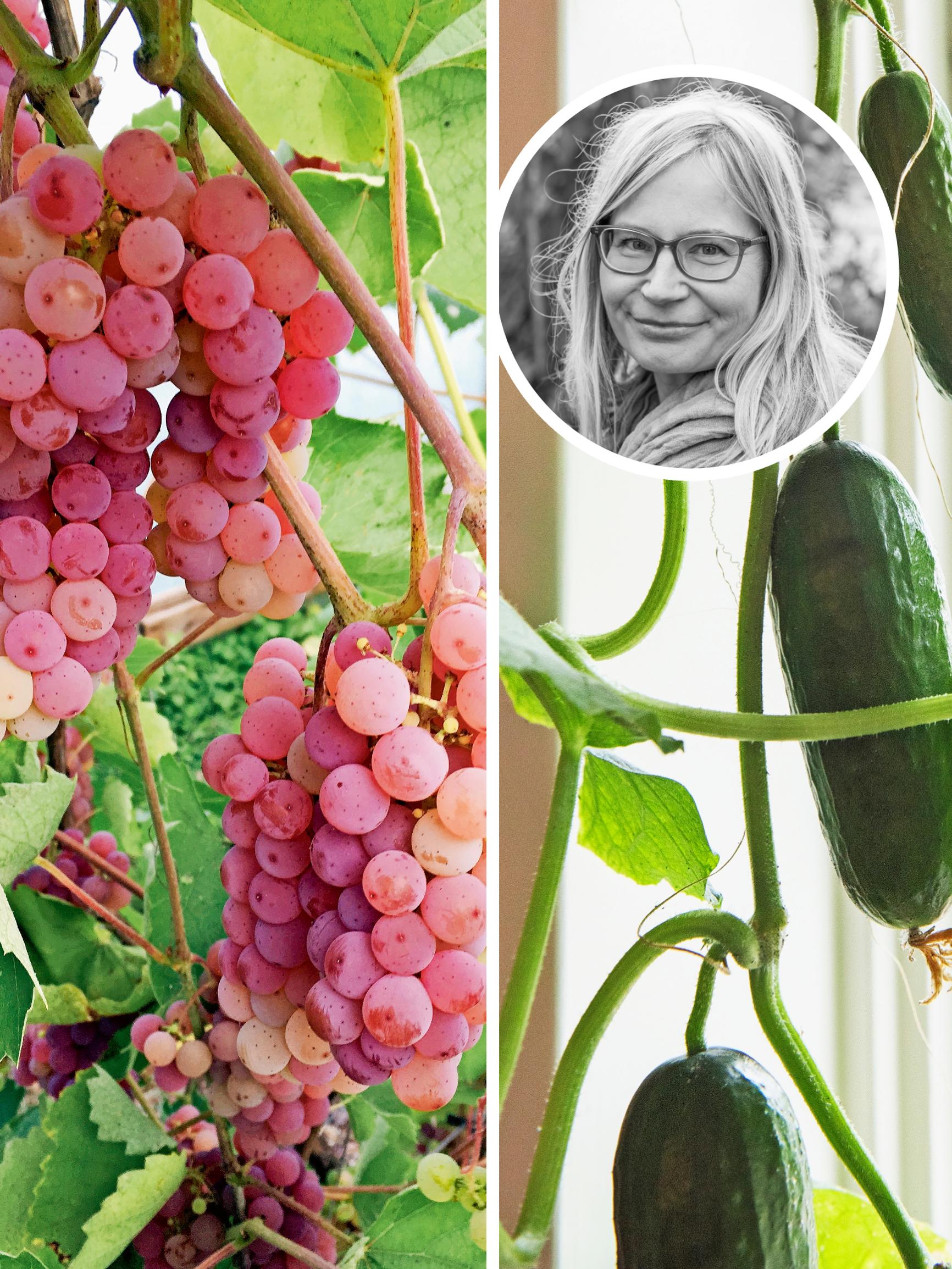 ”Todellinen satotykki” – 9 hyötykasvia, jotka hortonomi Outi Tynys on todennut parhaiksi