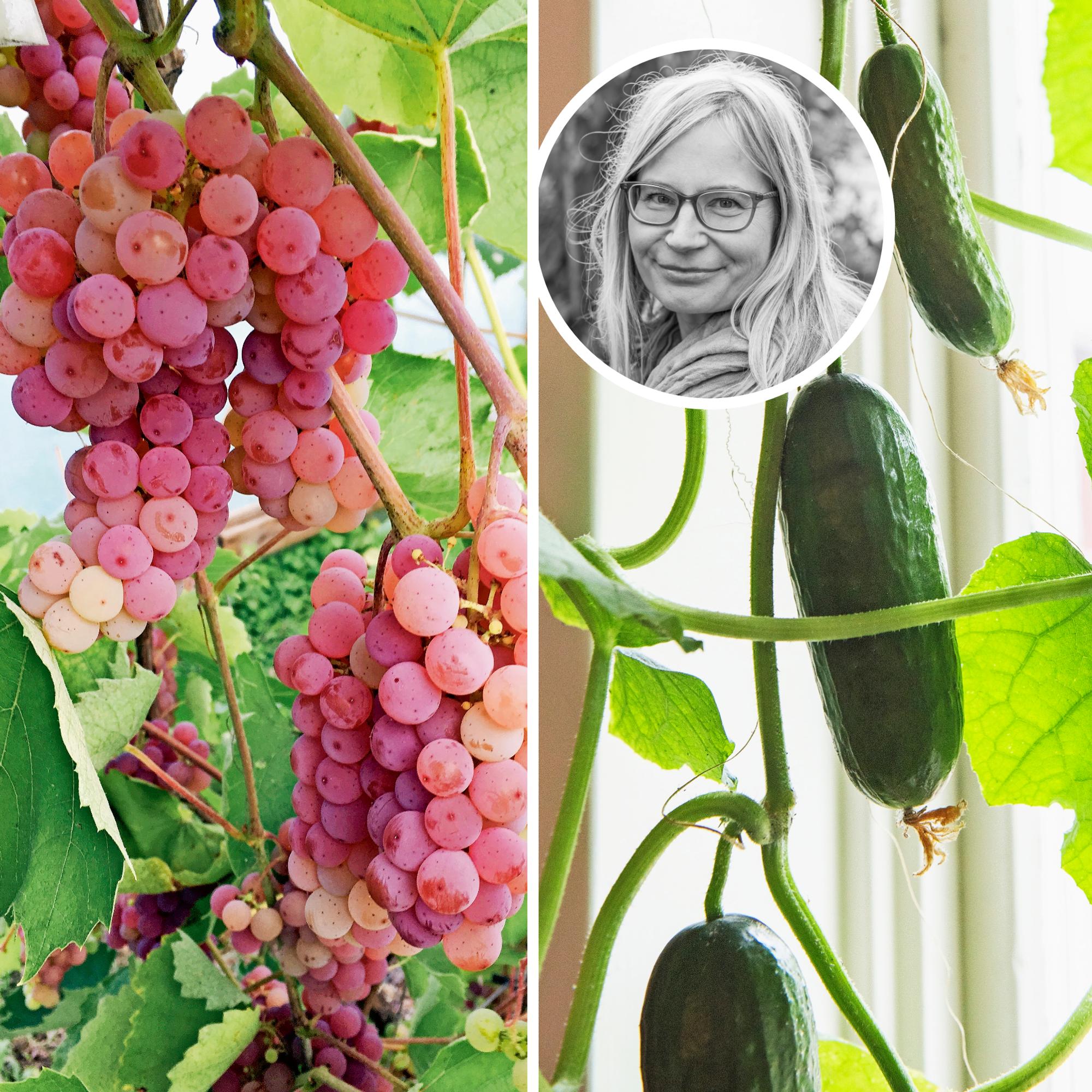 ”Todellinen satotykki” – 9 hyötykasvia, jotka hortonomi Outi Tynys on todennut parhaiksi