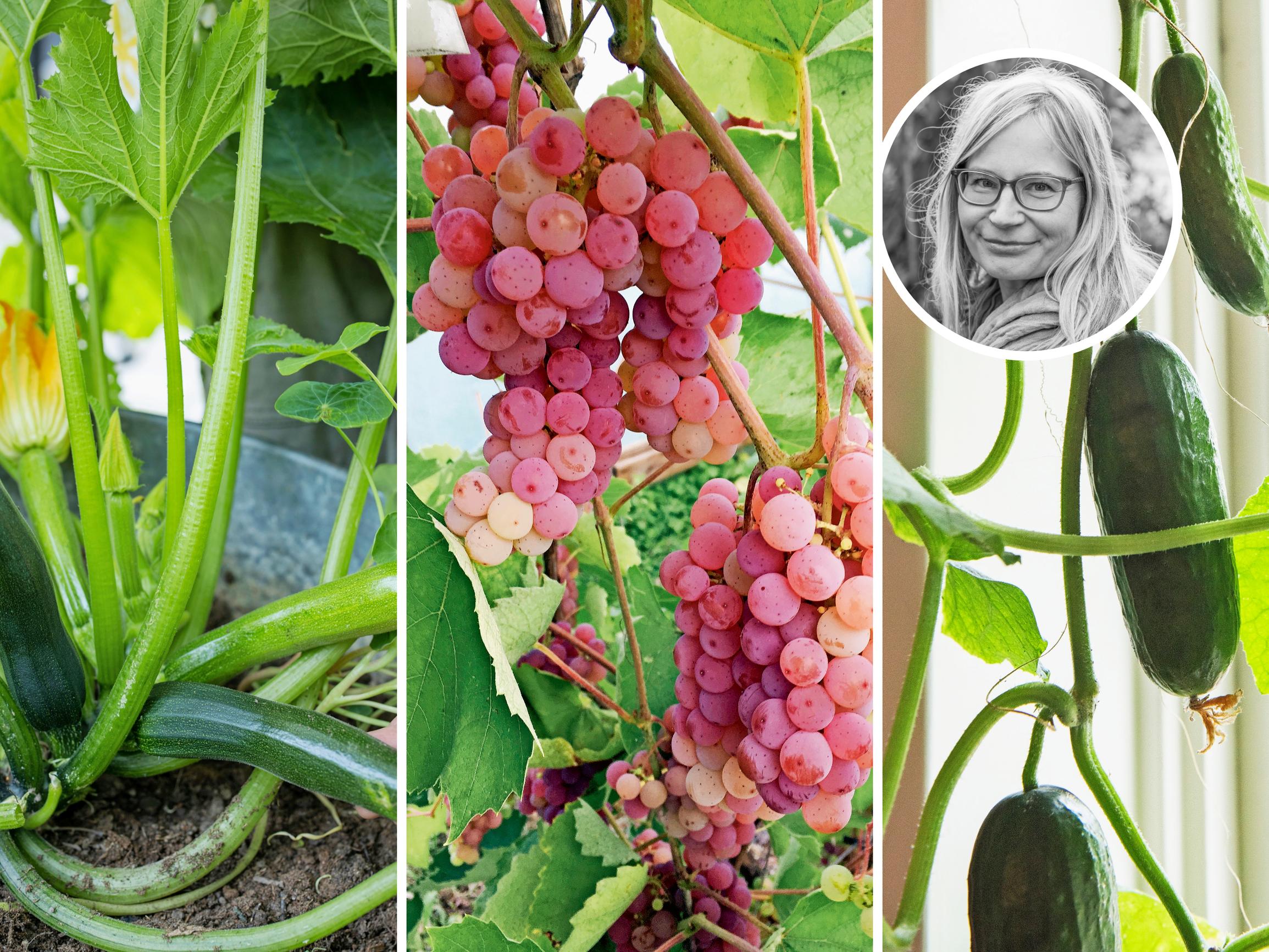 ”Todellinen satotykki” – 9 hyötykasvia, jotka hortonomi Outi Tynys on todennut parhaiksi